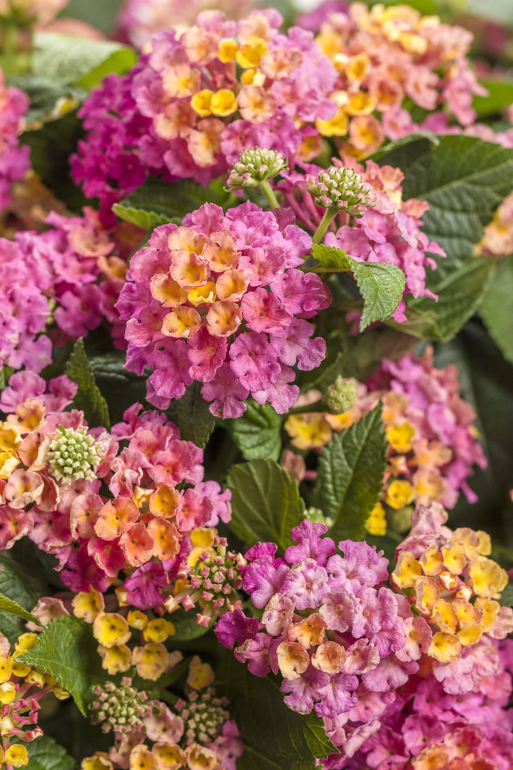 lantana_luscious_royale_cosmo_tag_0.jpg