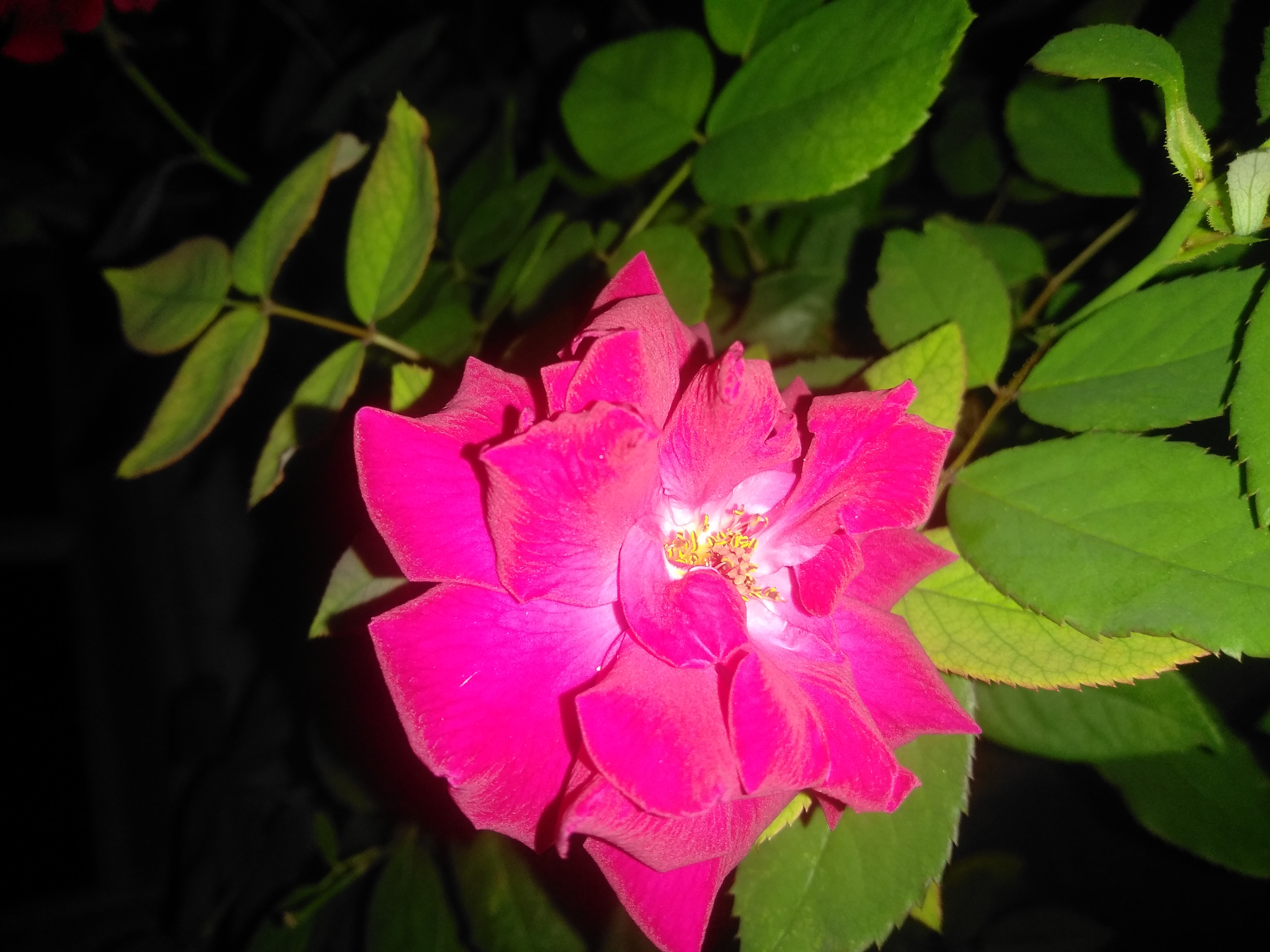 IMG_20210623_185548.jpg