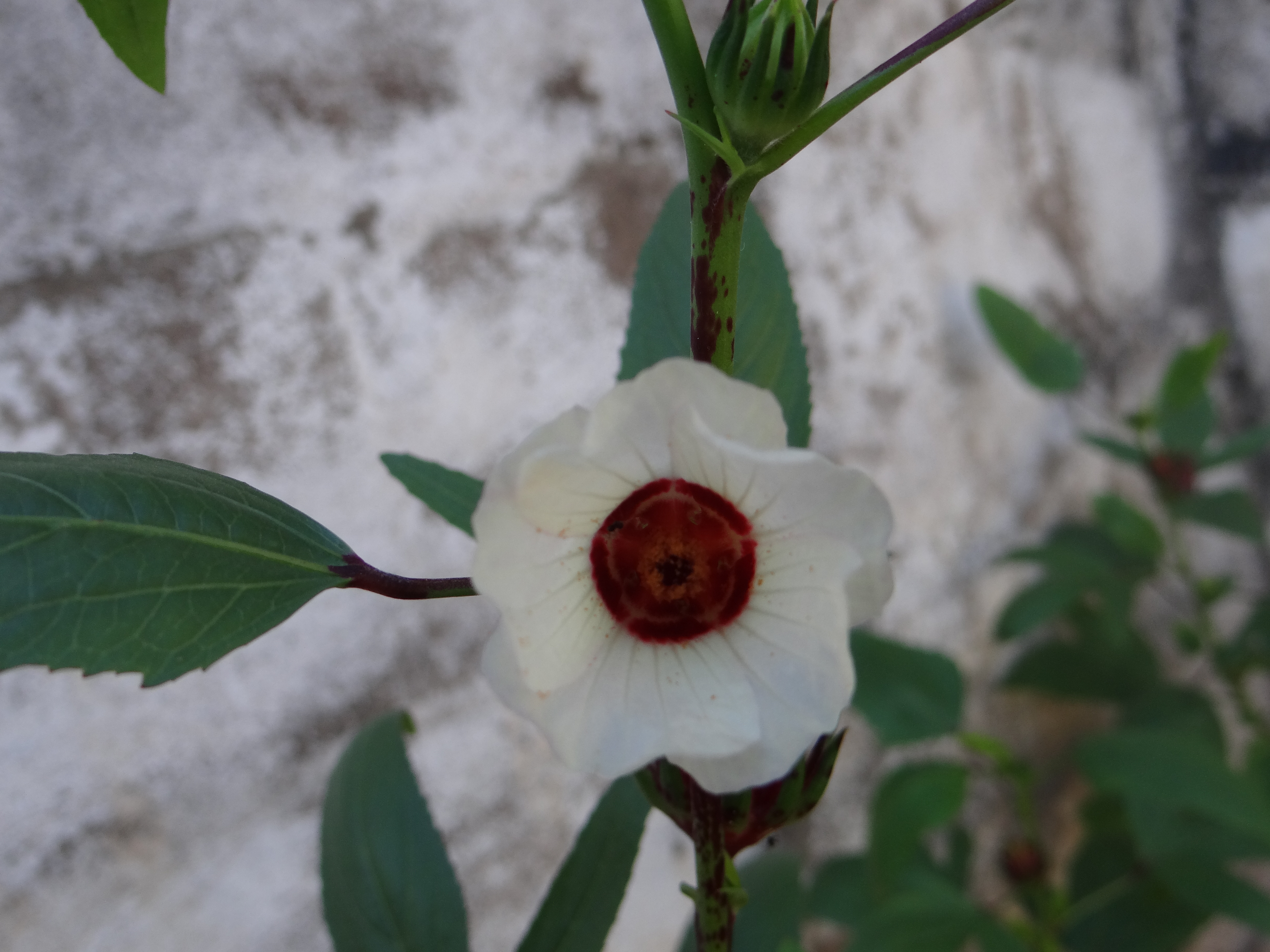DSC07073.JPG