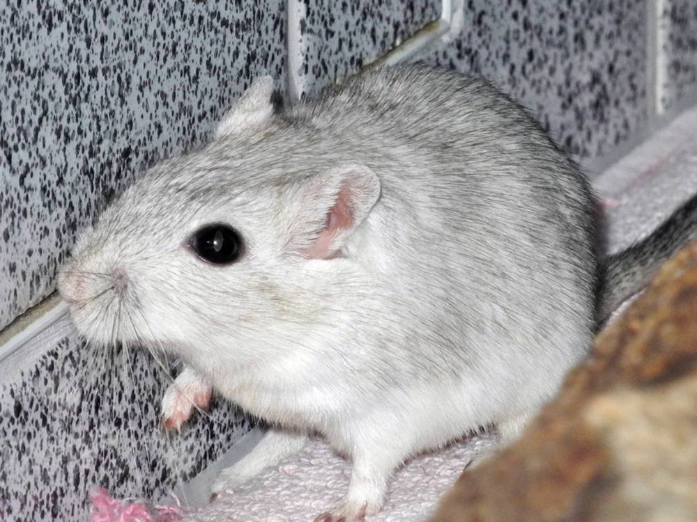 Rennmaus Bild des Tages