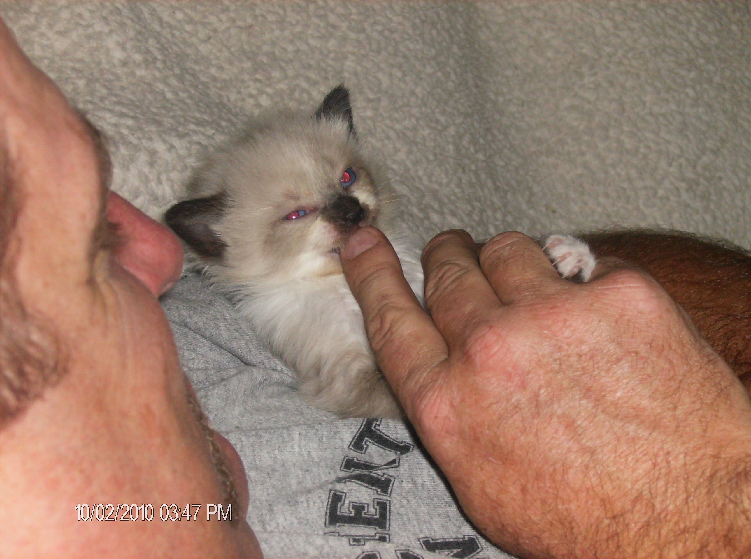 Attack Kitty (4).JPG