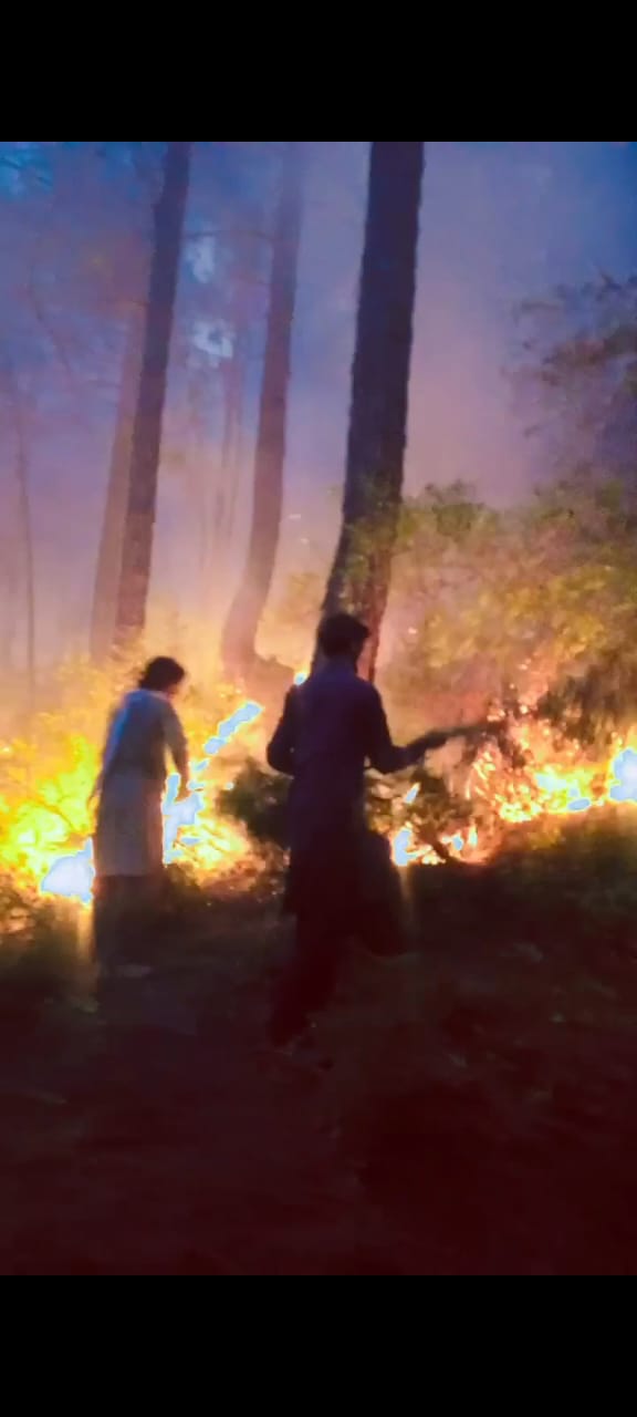 forest fire (9).jpg