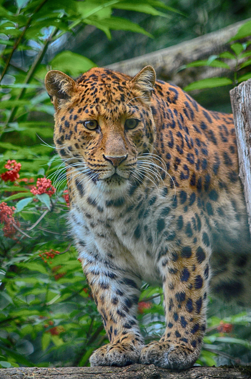 klein_DSC_0015_2.jpg