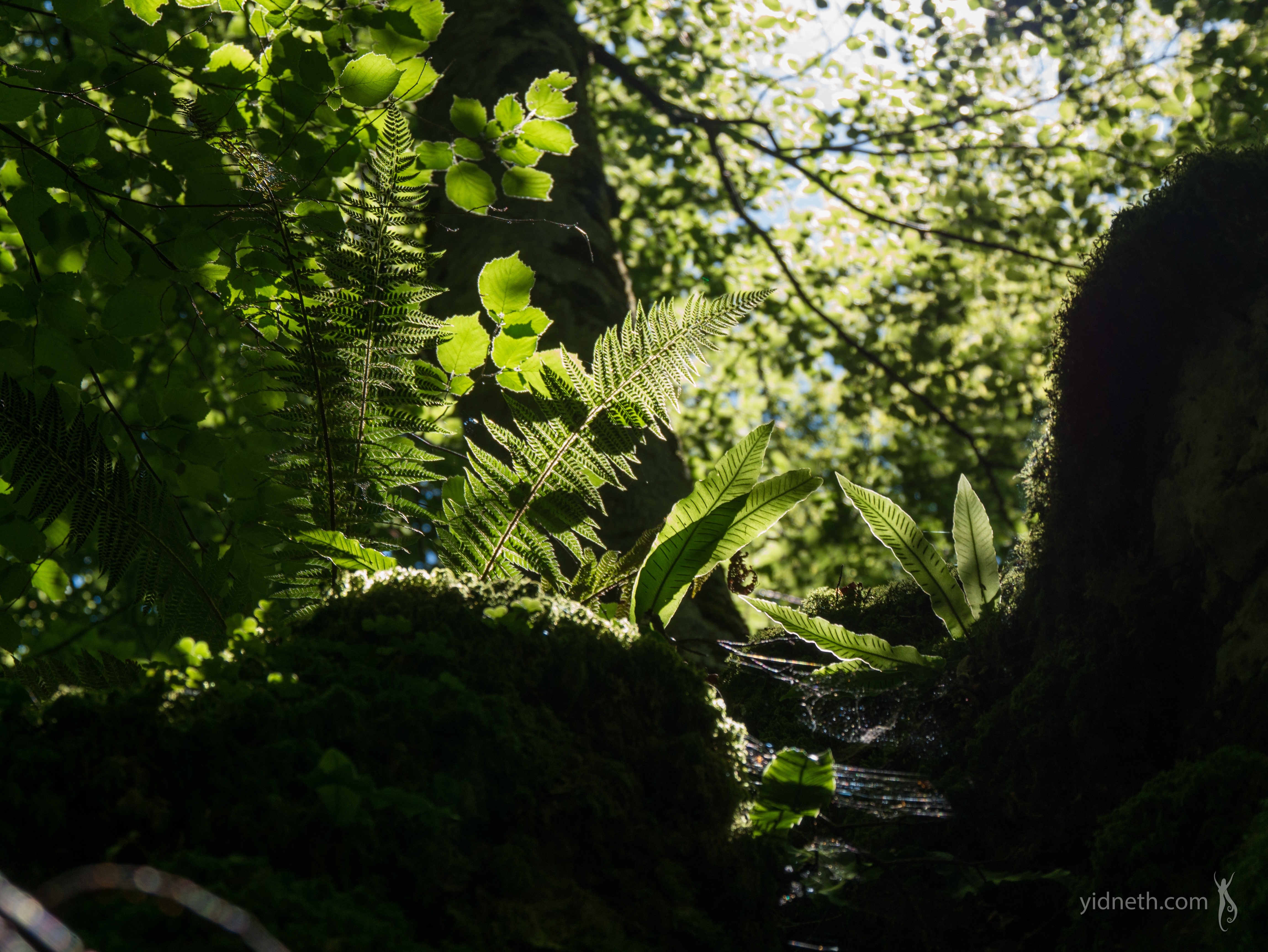 summer green.jpg