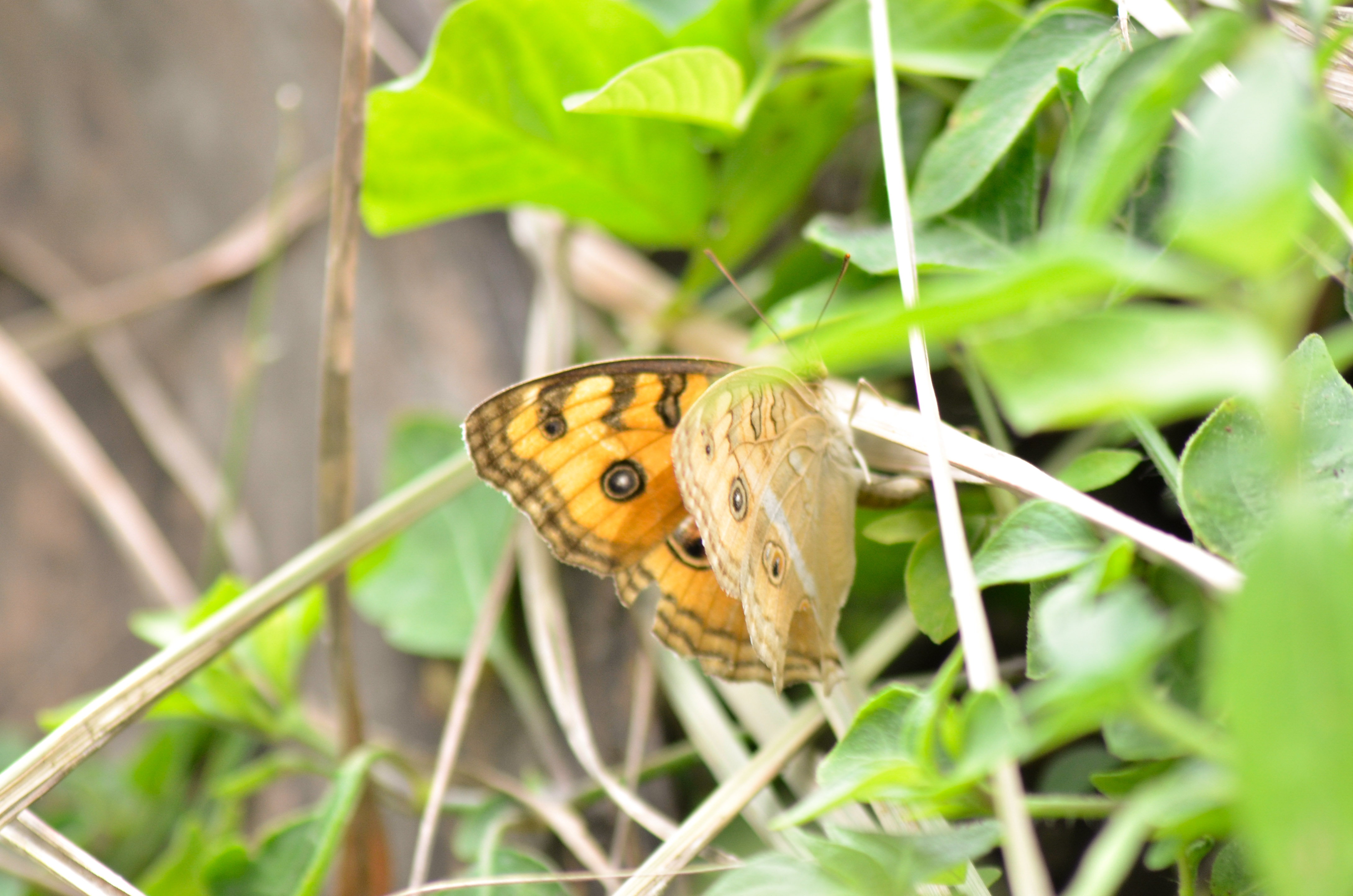 _AHW0979.jpg