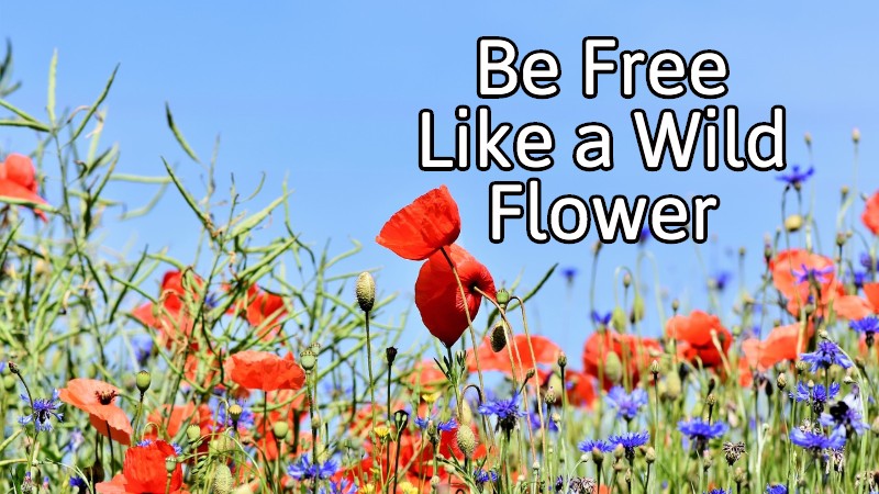 befree.jpg