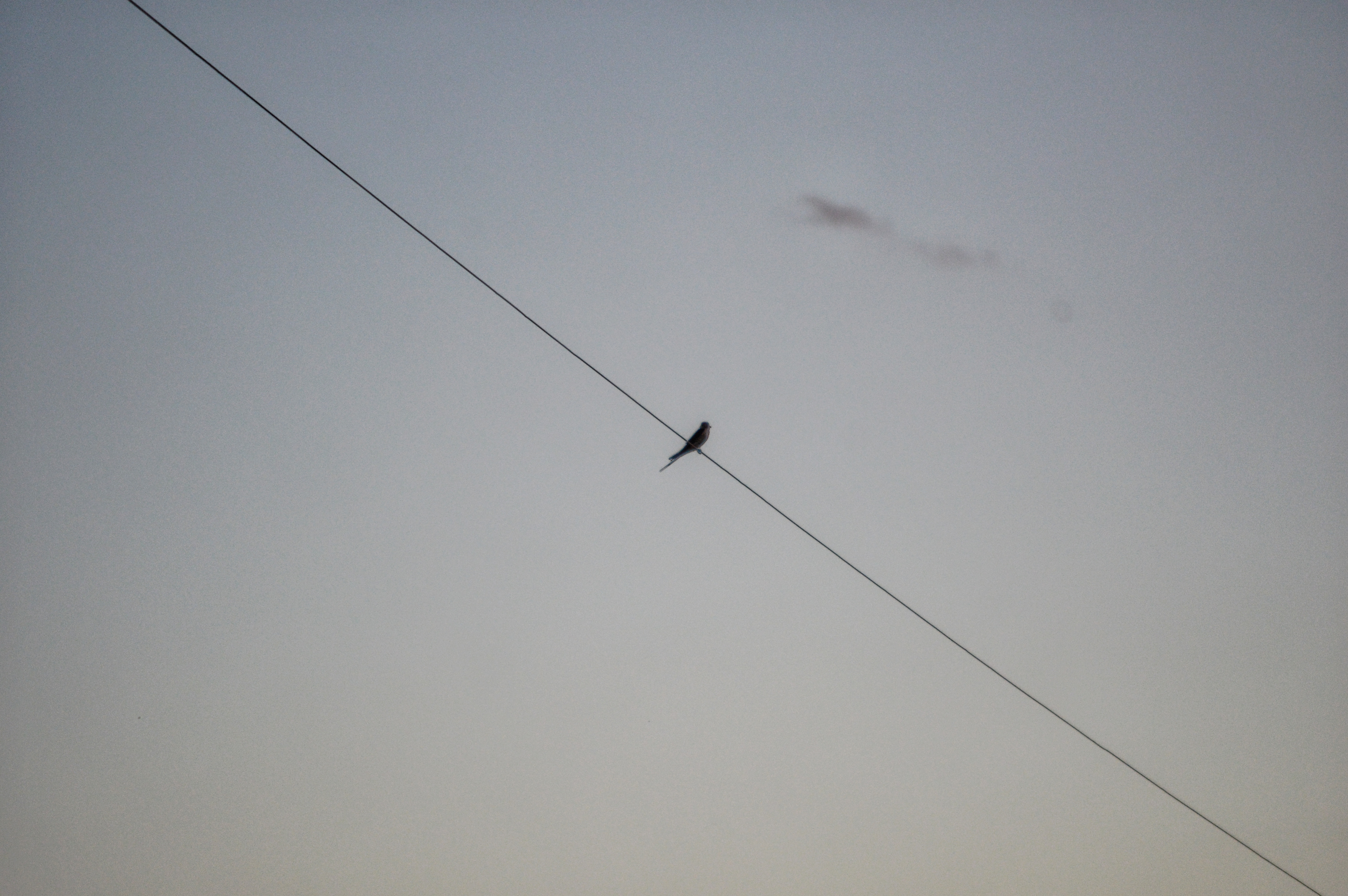 DSC_1340-01.jpeg