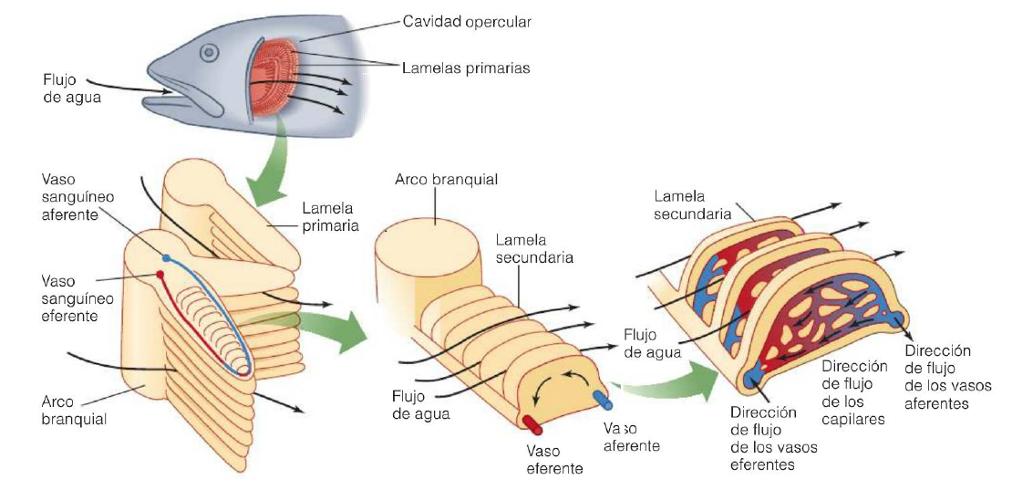 Captura de pantalla (34).png