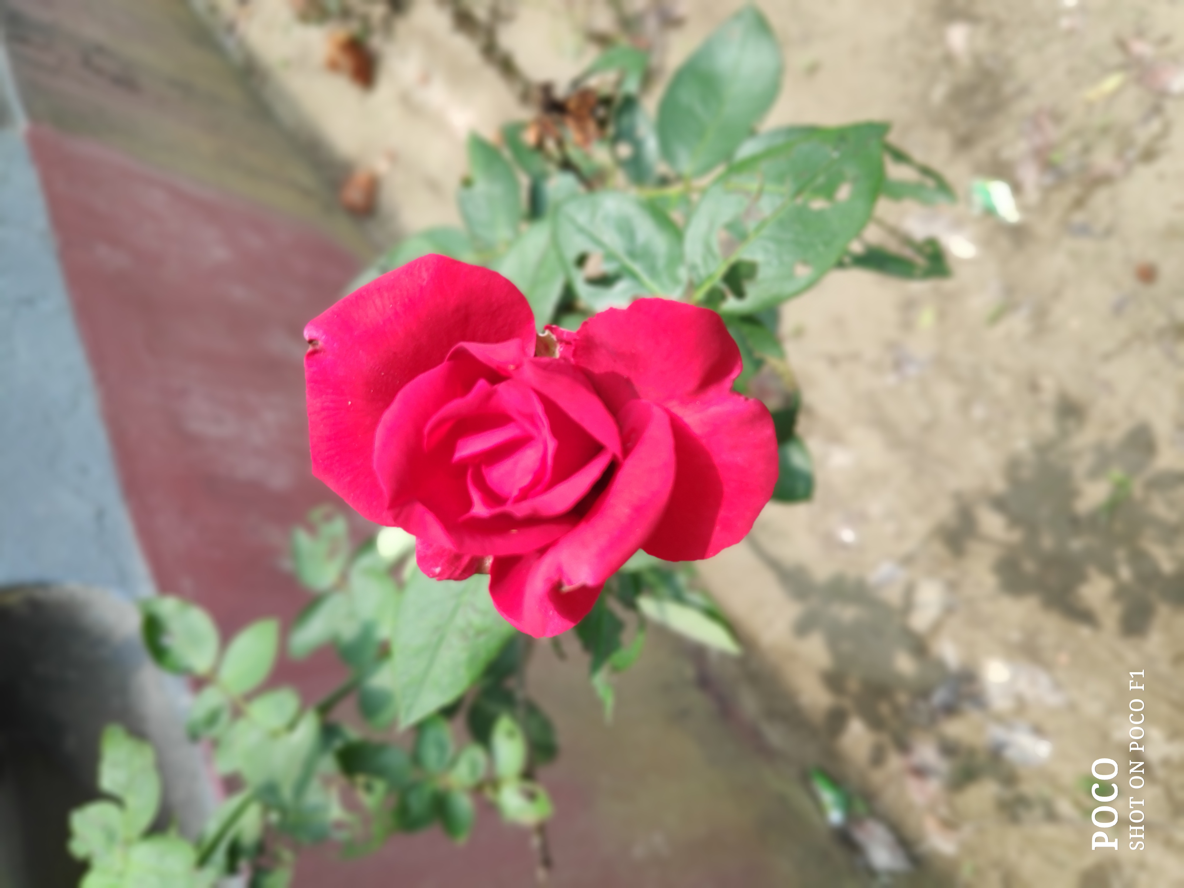 IMG_20210604_121027.jpg