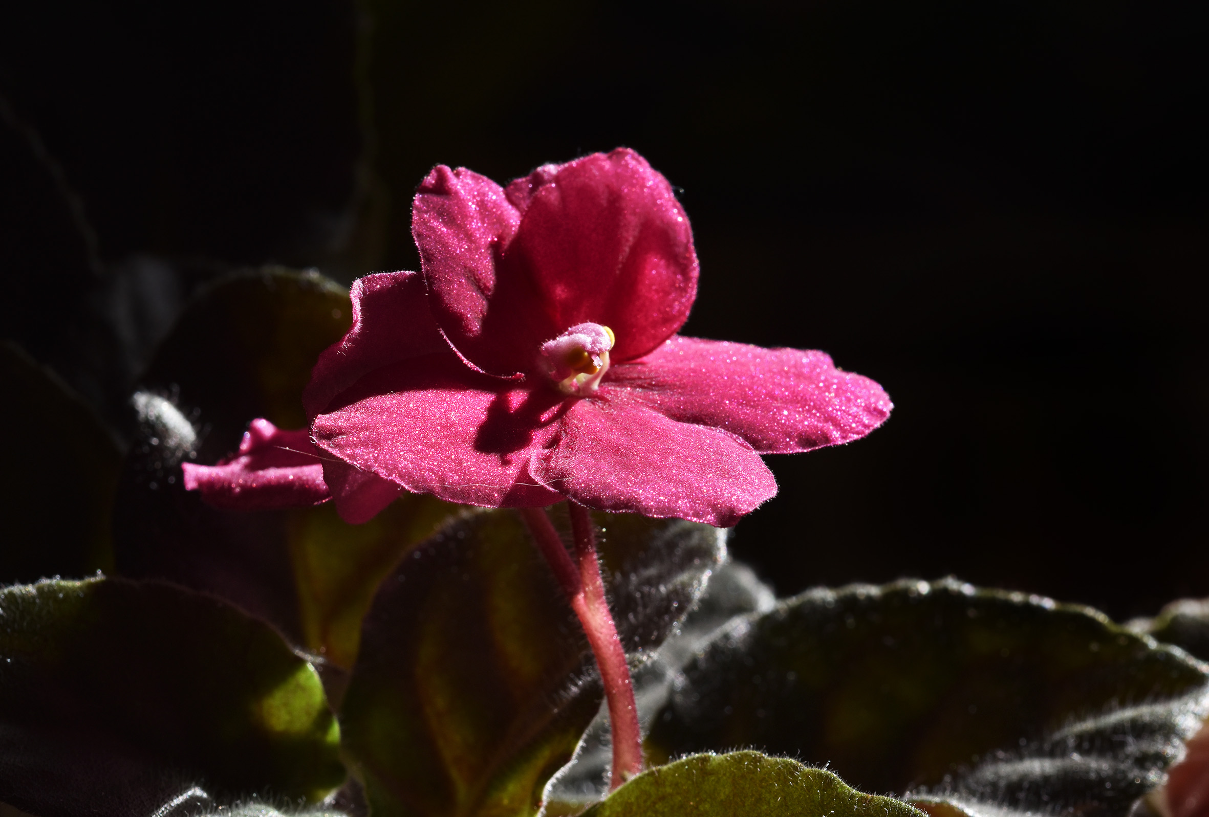 African Violet red 4.jpg