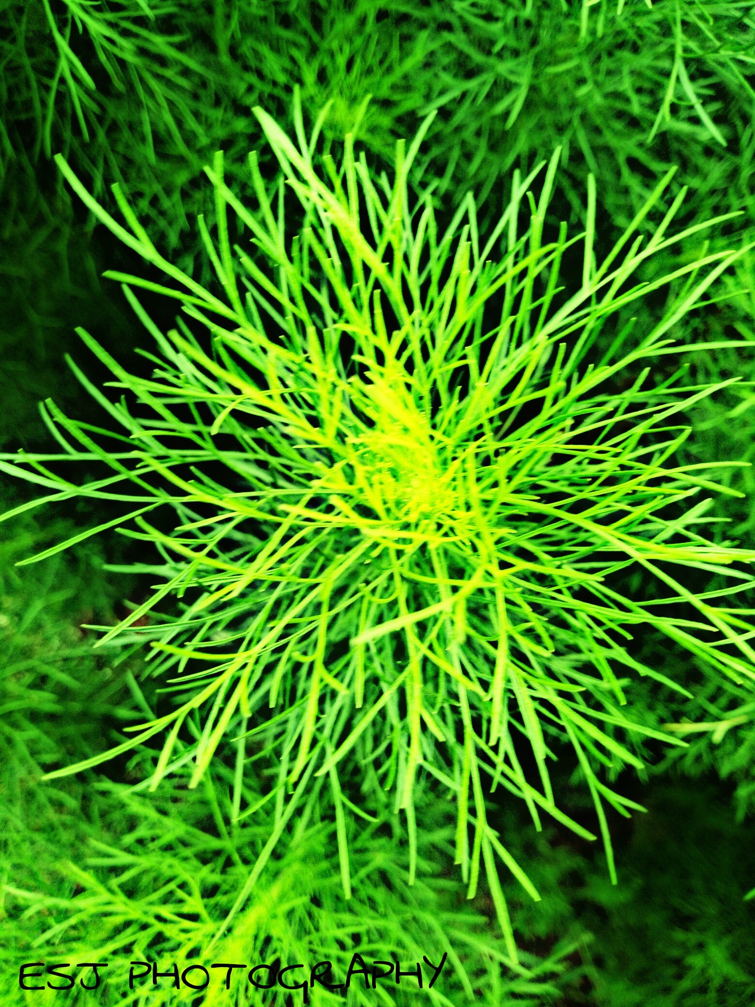 PicsArt_06-03-08.08.39.jpg
