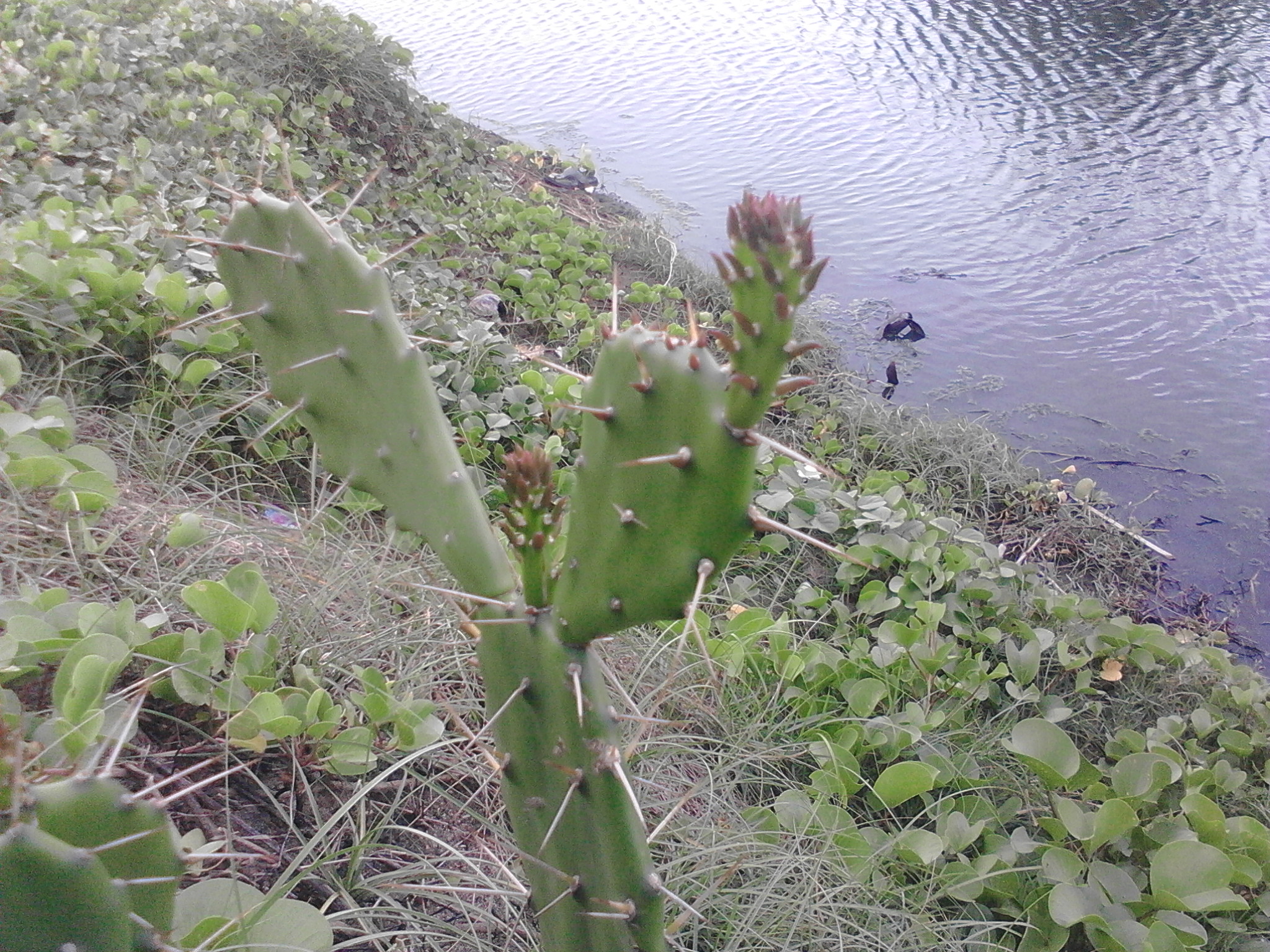 IMG20200516180110.jpg