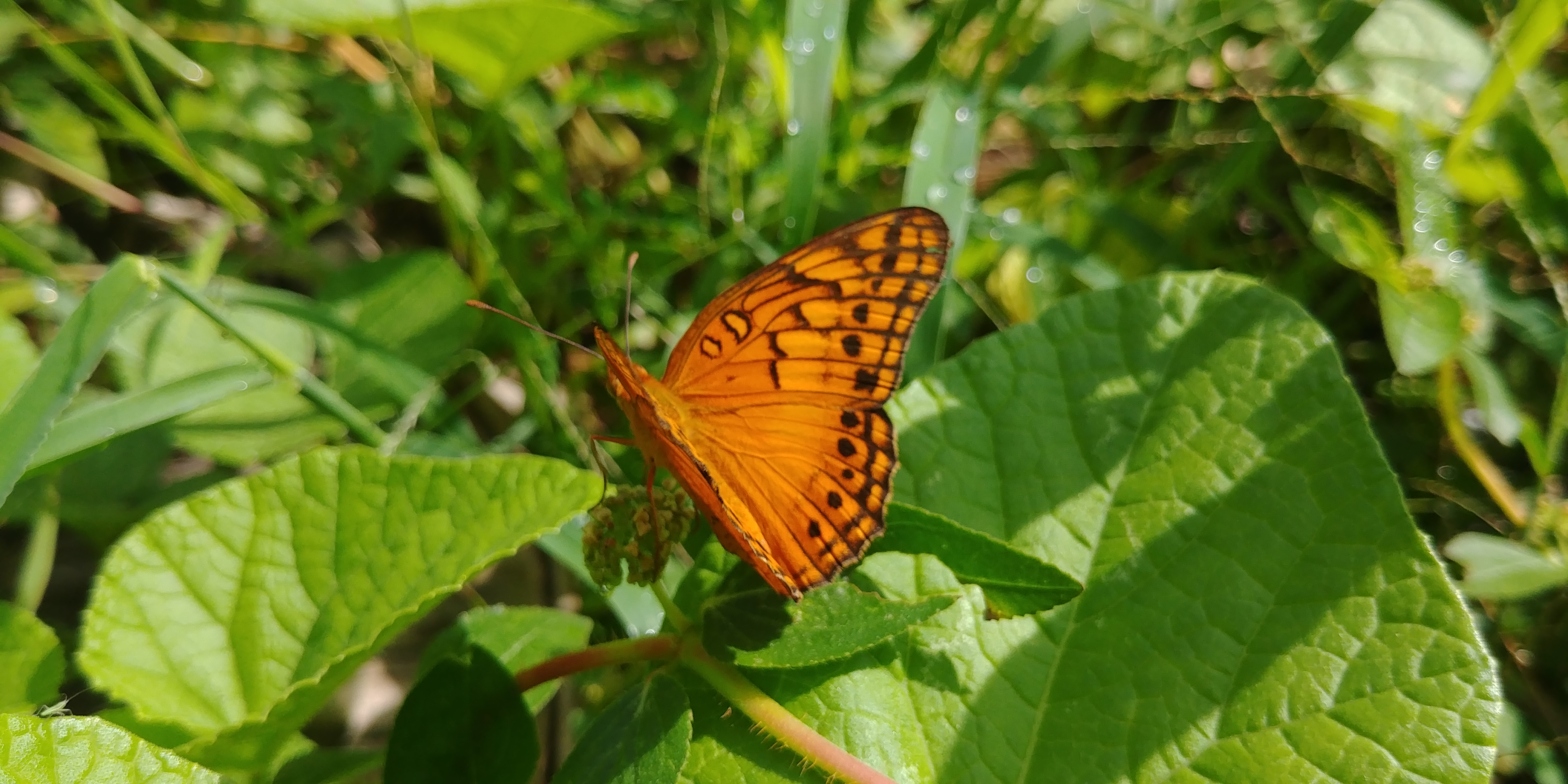 20180906_100824.jpg