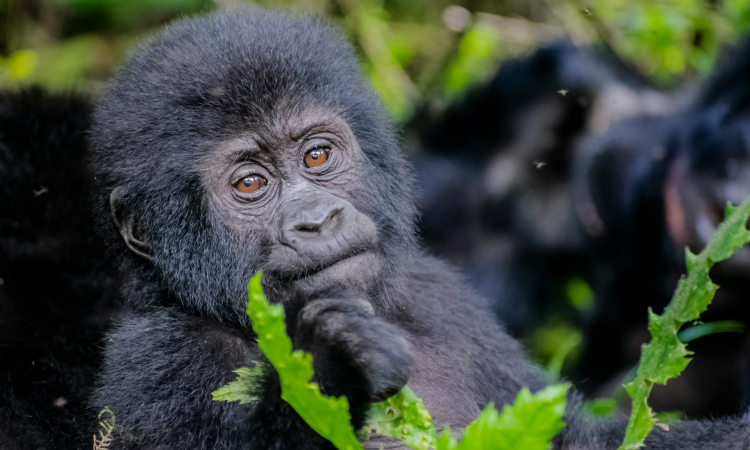 6 Day Uganda Gorillas, Chimps and Queen Elizabeth Park.jpg