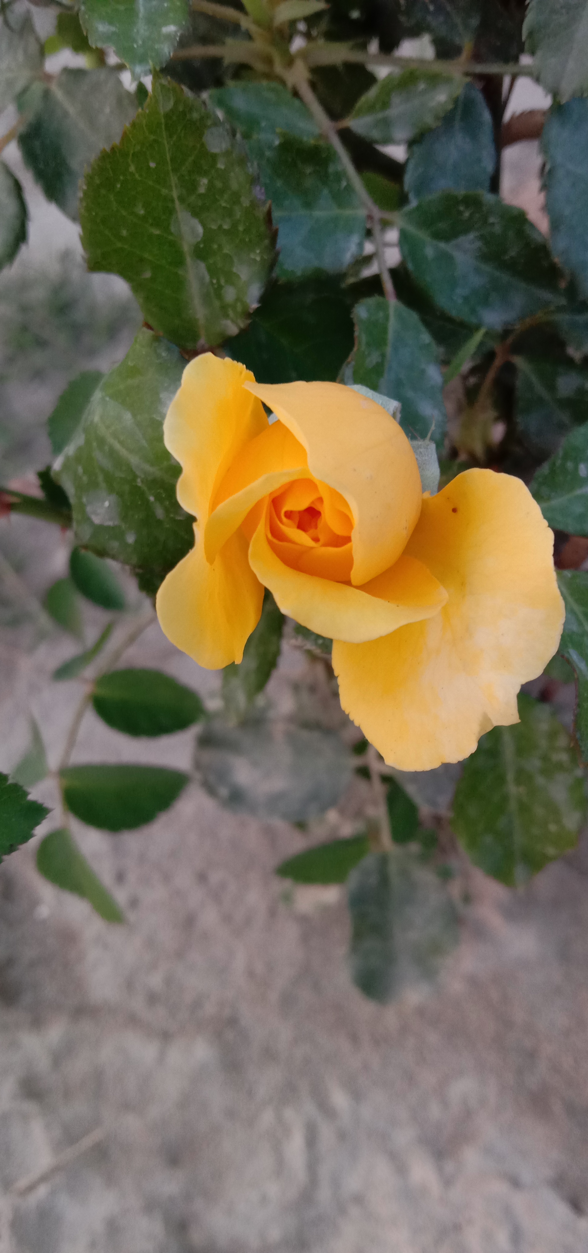 IMG_20210407_182118.jpg