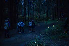 bosque.jpg