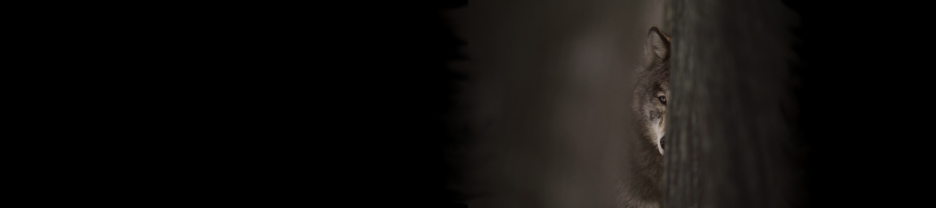 Steemit banner for @tempus