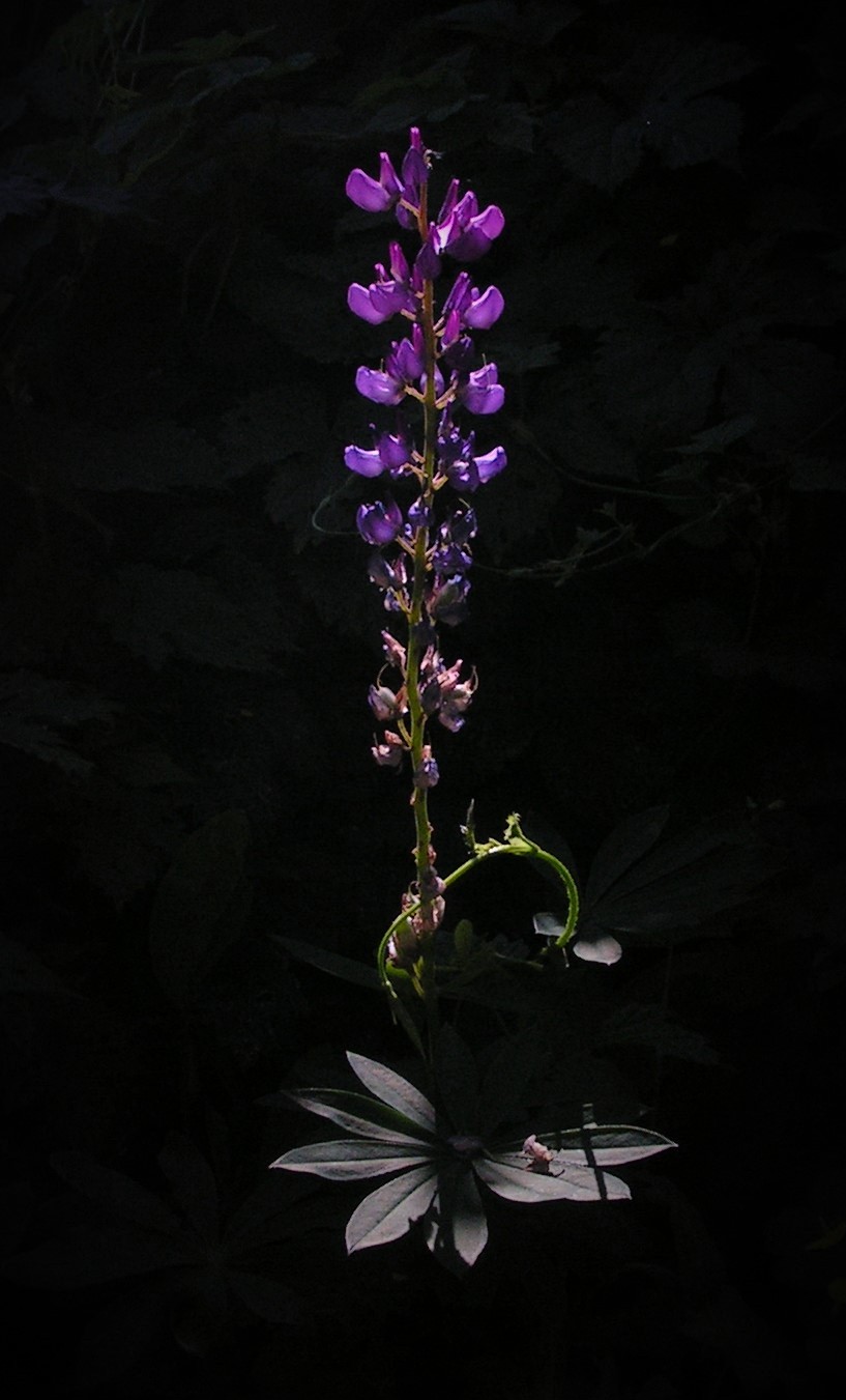 PICT0004_cr (2)_cr.jpg