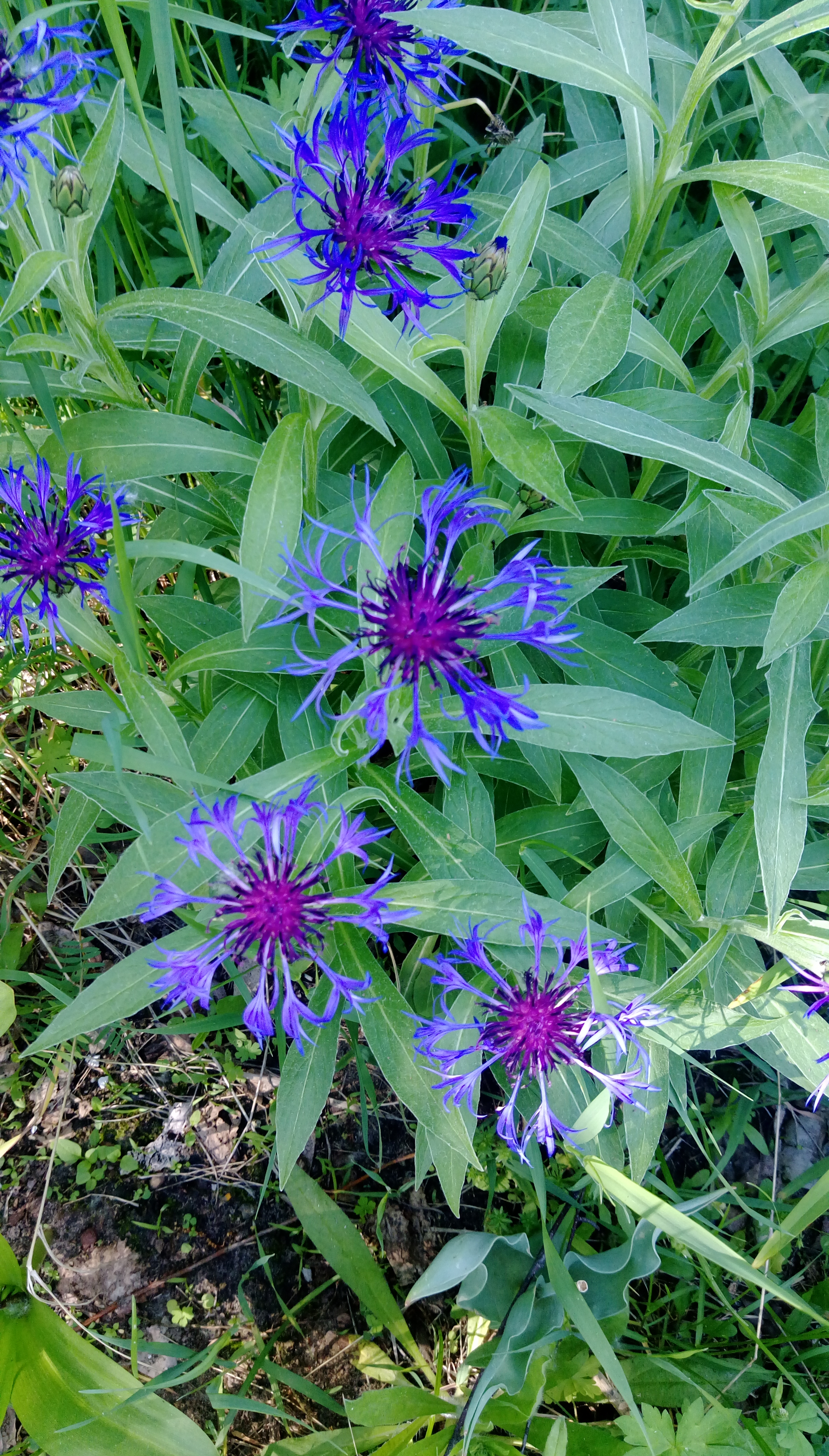 IMAG0147.jpg