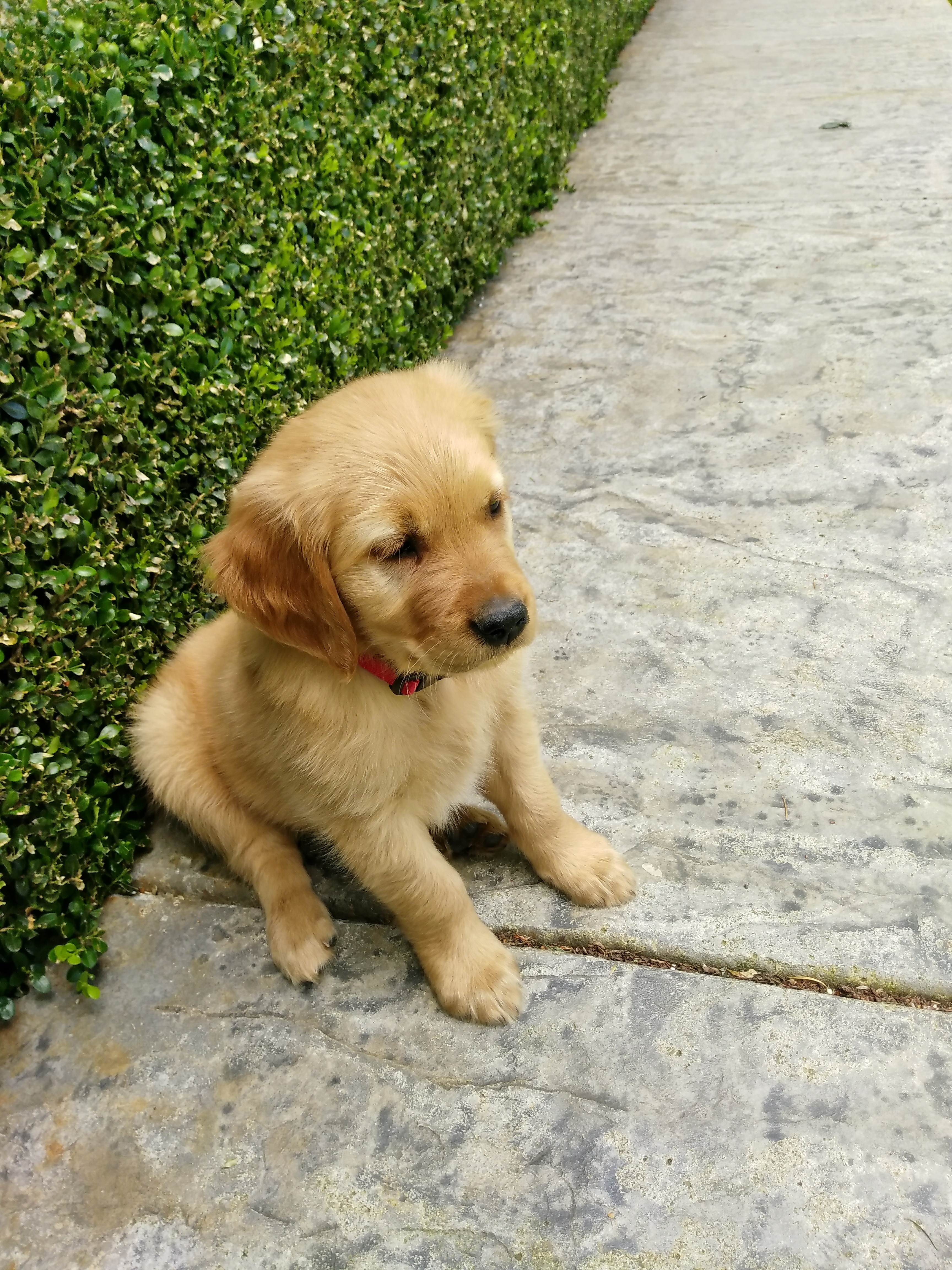 good pup.jpg