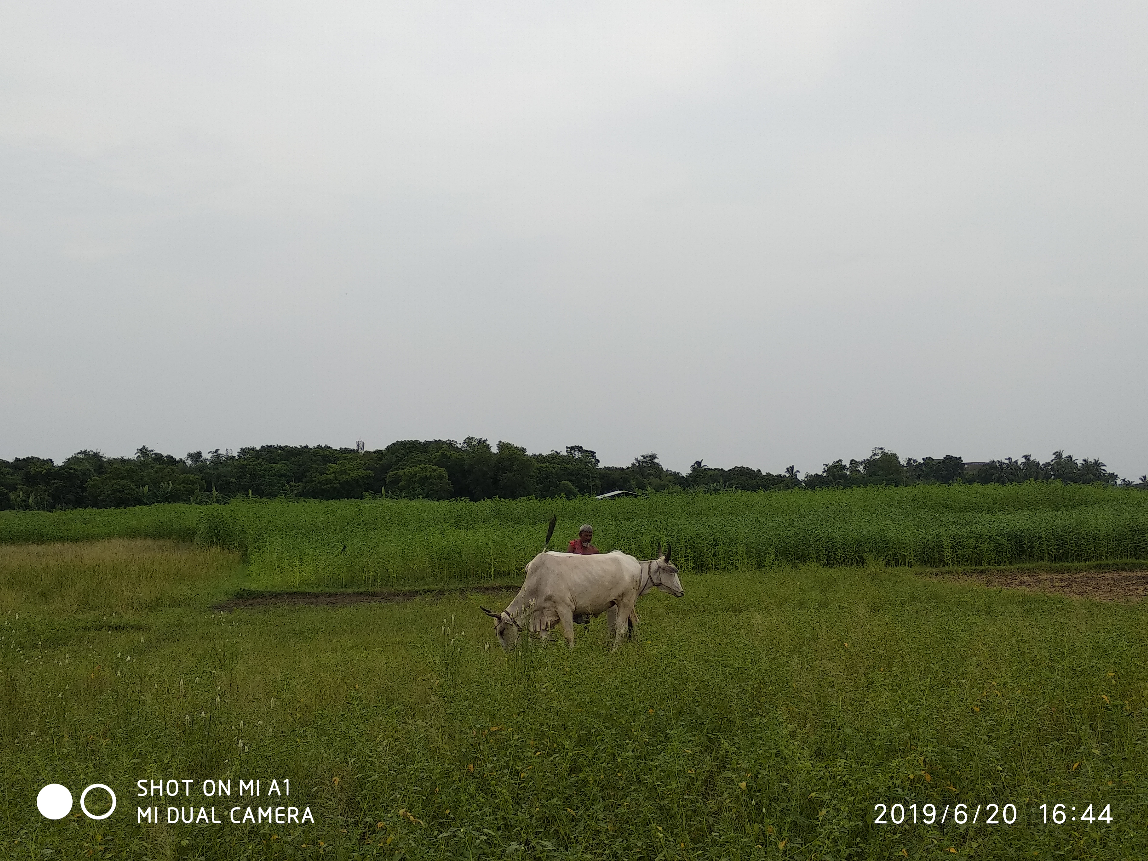 IMG_20190620_164412.jpg