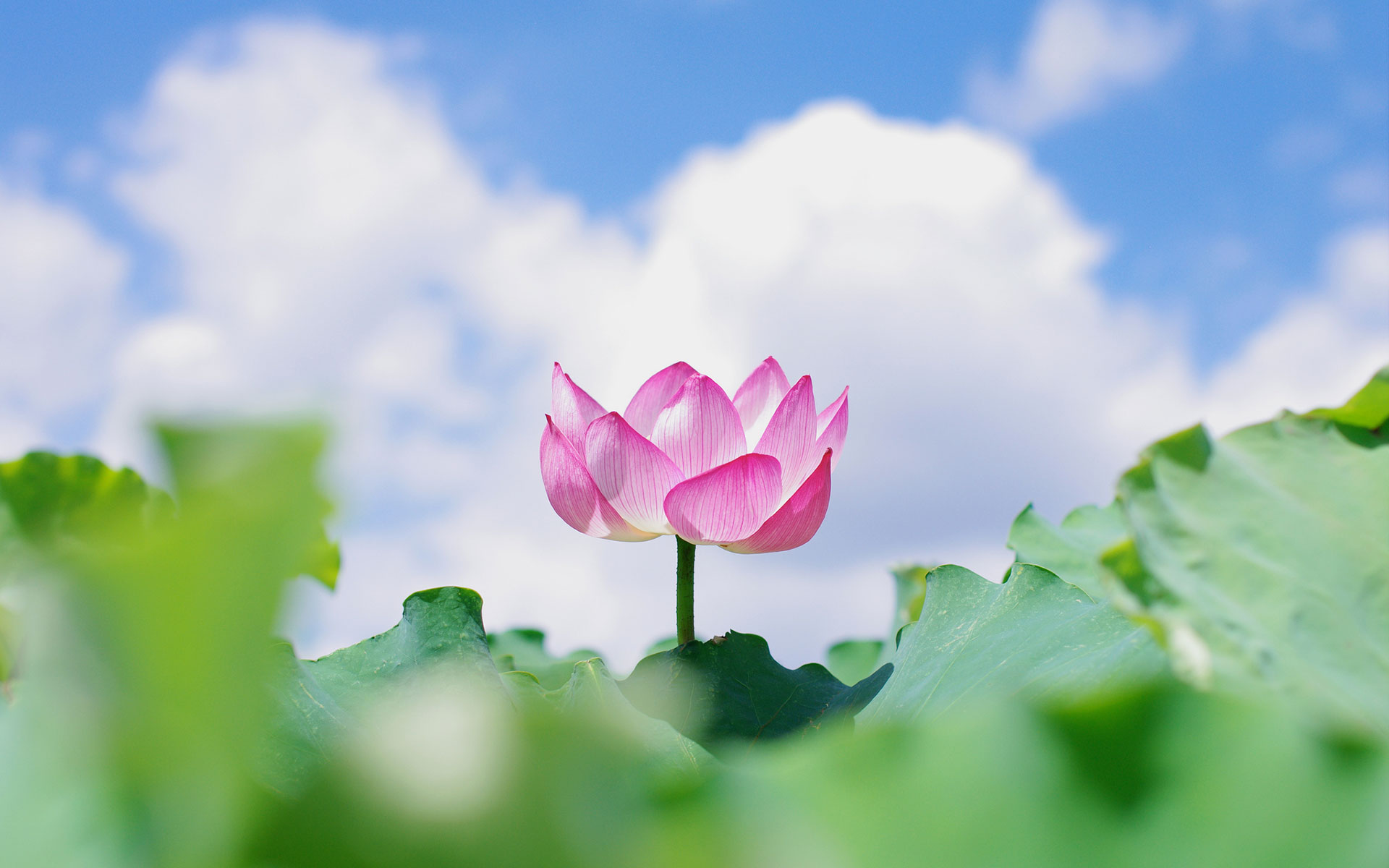 《飞鸟与夏花》每天一首自译飞鸟集（232/325） - Translate a poem from Stray Birds every day