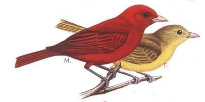 bird6.jpg