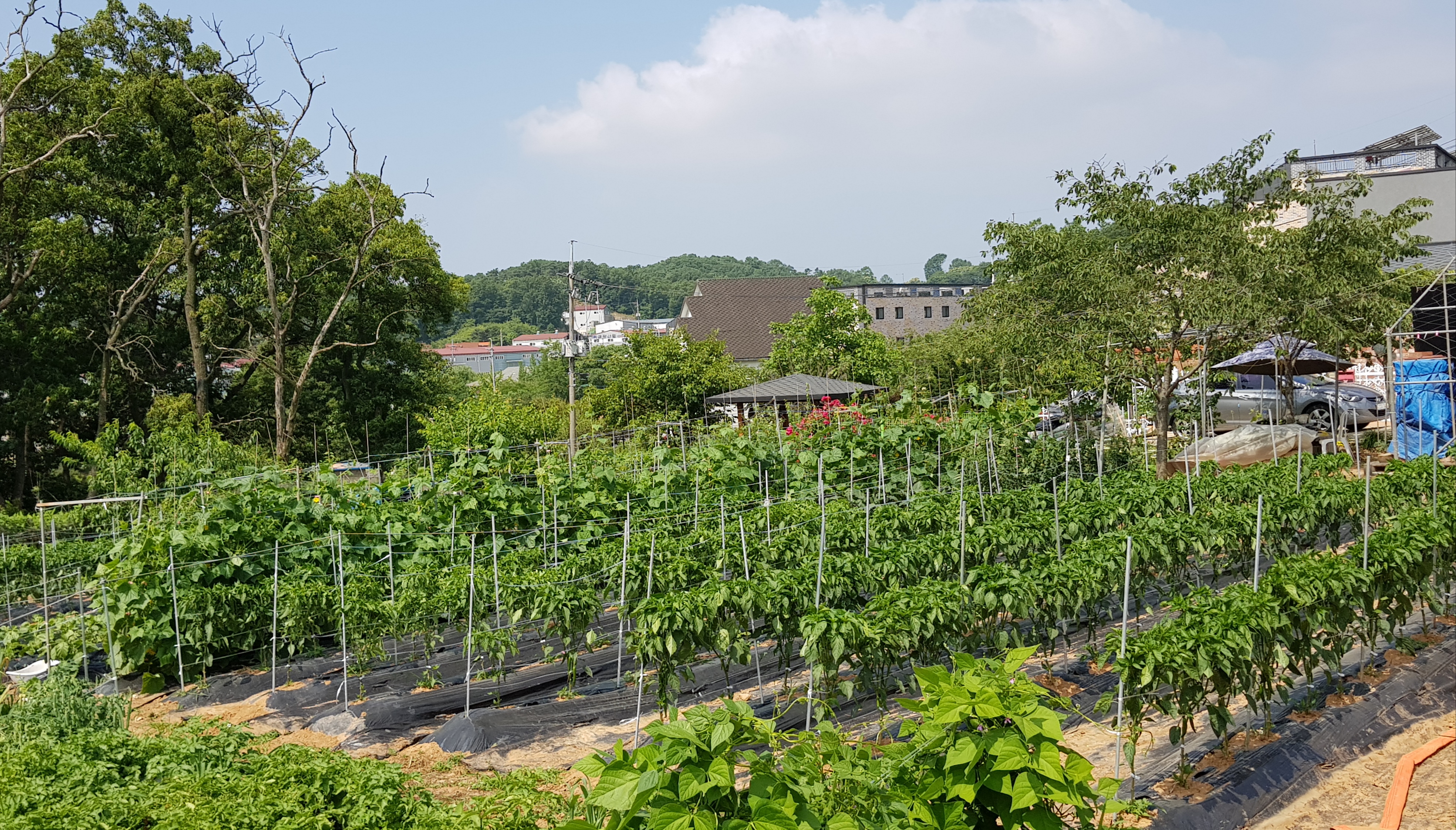 20190619_003033.jpg