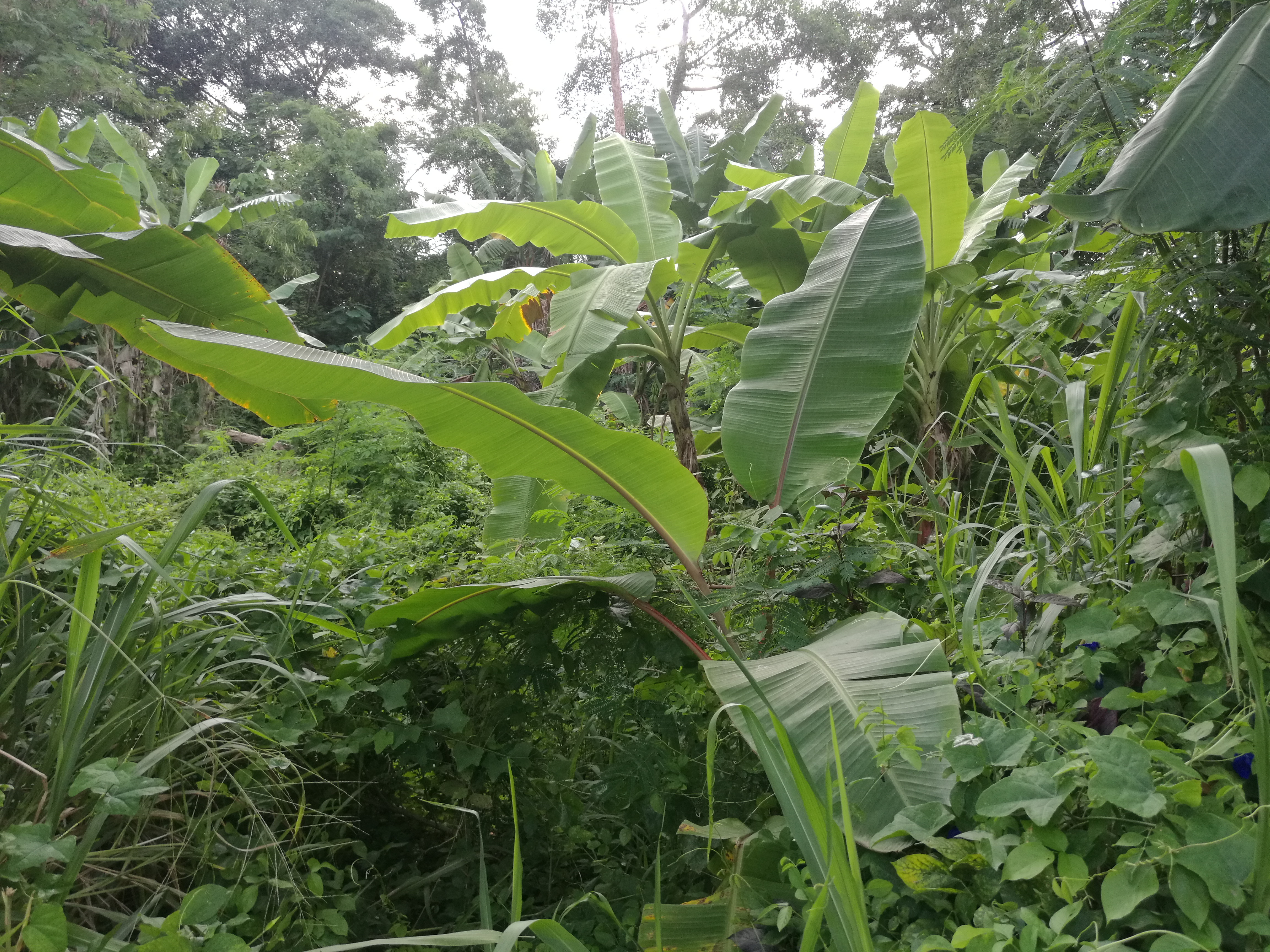 Natur3.jpg