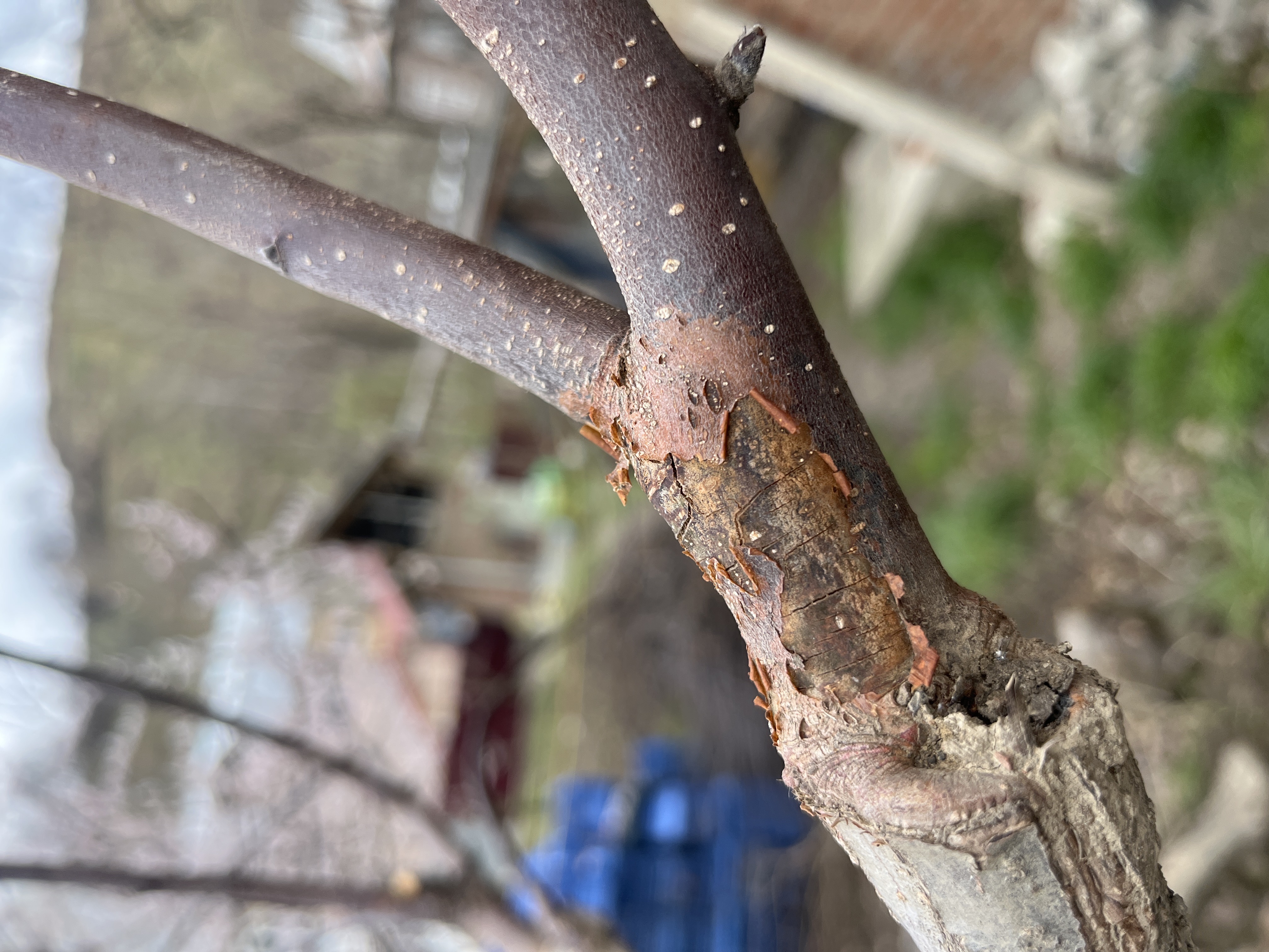 IMG_771F777D-F9C3-4E81-B7A5-A72EC6428794.jpeg