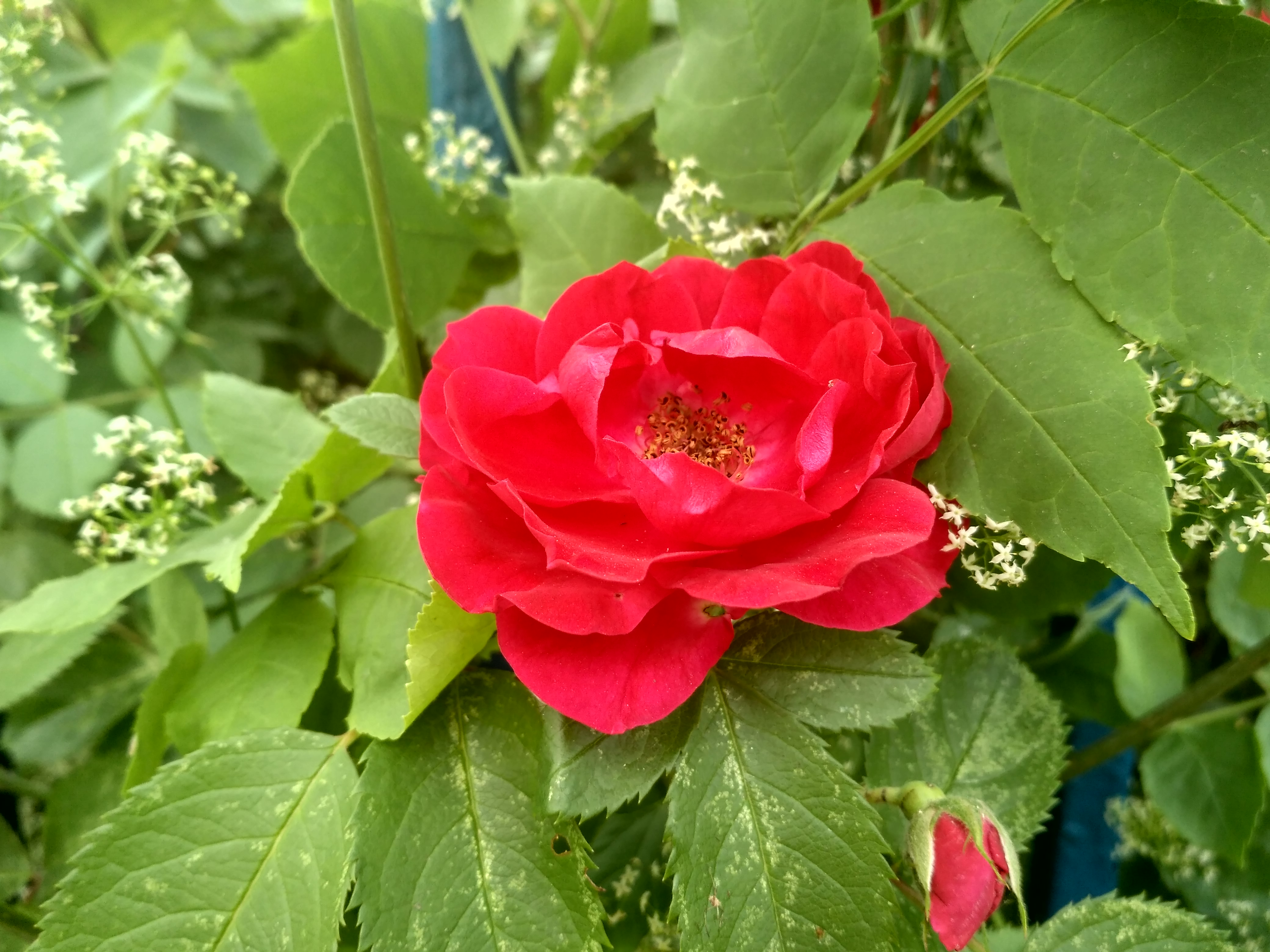 IMG_2019-06-09_184424_HDR.jpg