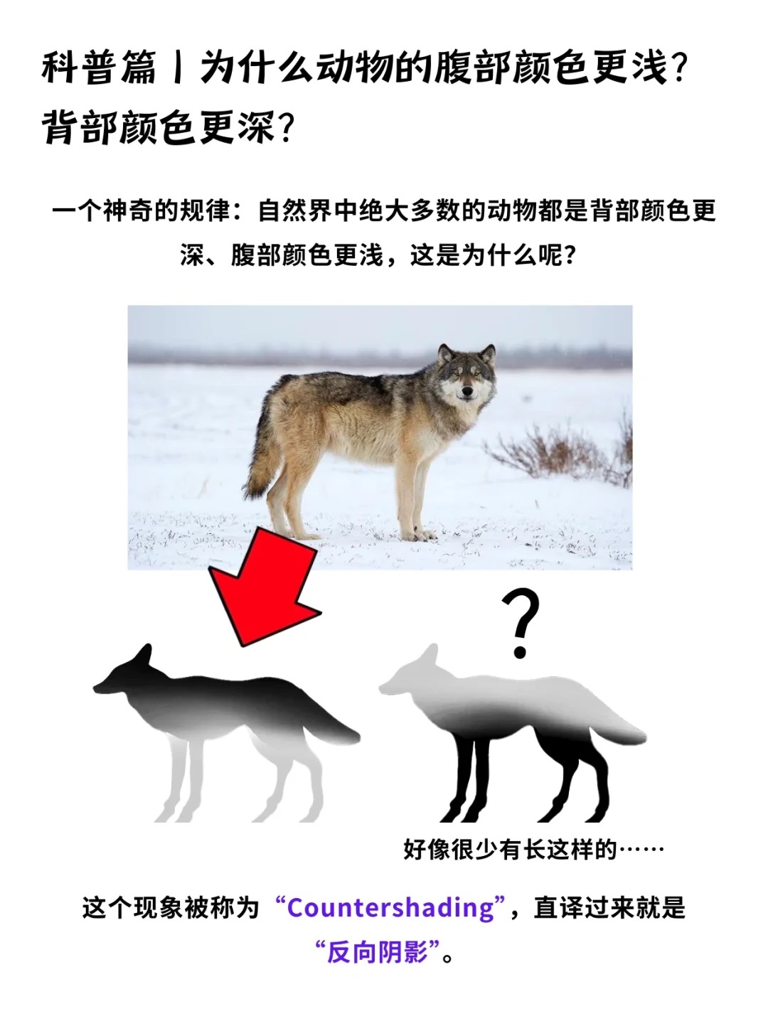 科普一分钟_ 动物长这样究竟是谁“规定”的❓_1.jpg