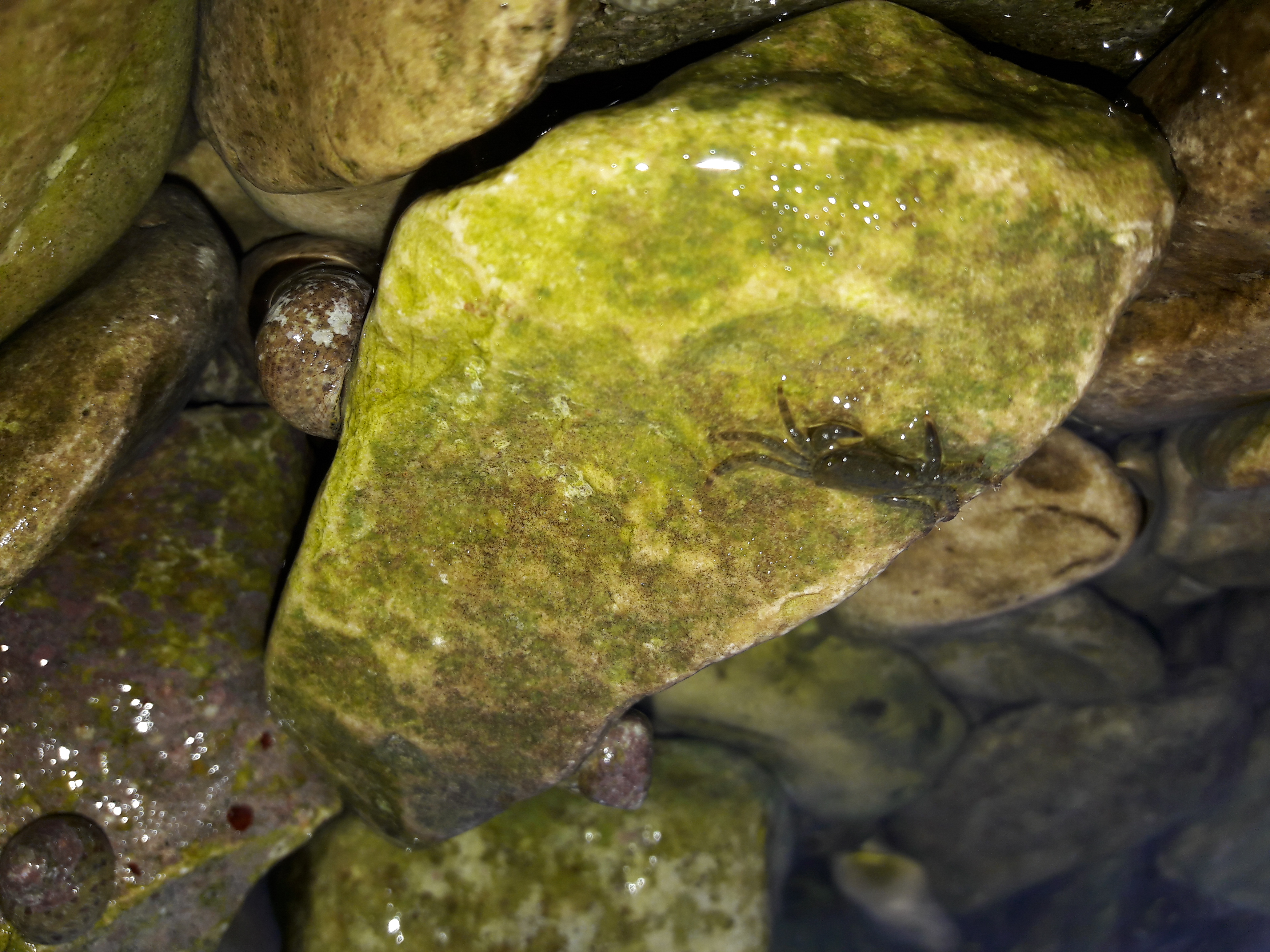 Fauna-Crabs-Sealife-Publicdomain (11).jpg