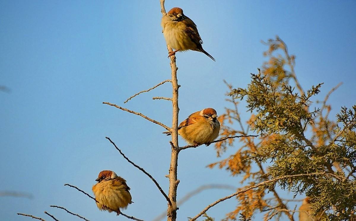 麻雀 Sparrows