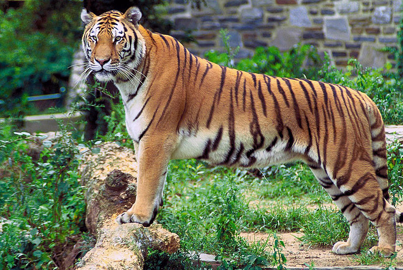800px-Panthera_tigris_tigris.jpg