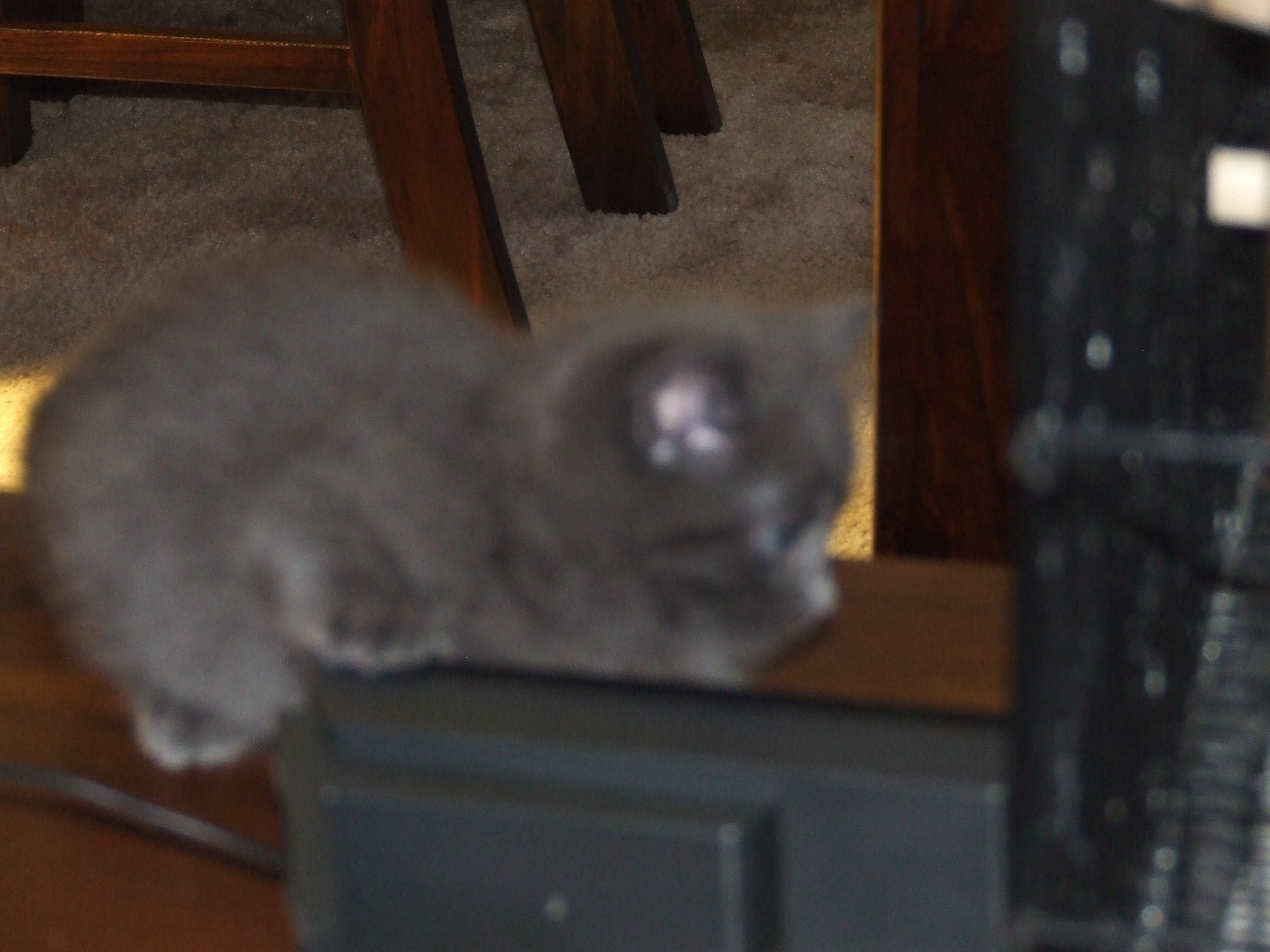 DSCF3597.JPG