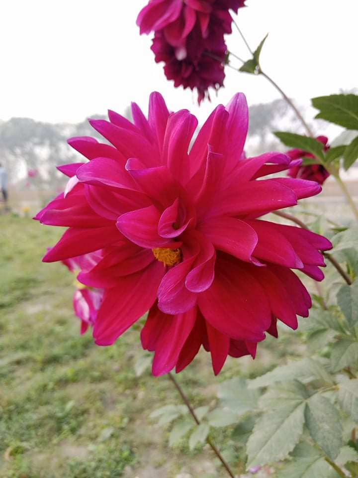 received_407706667785517.jpeg