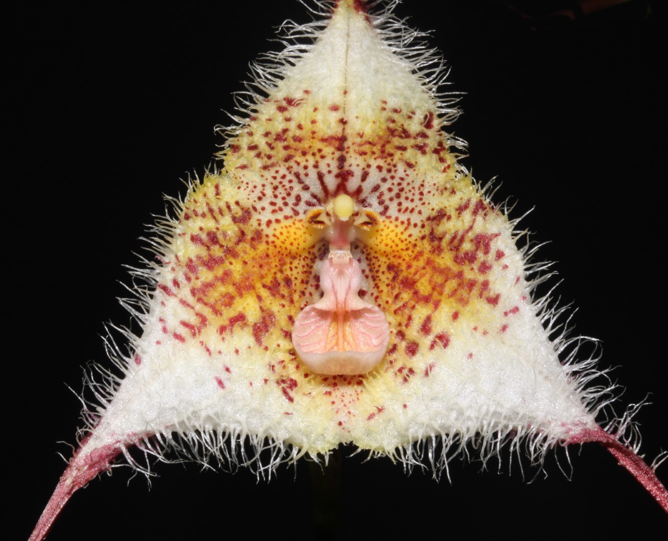 IMG_1844b (Grande).JPG