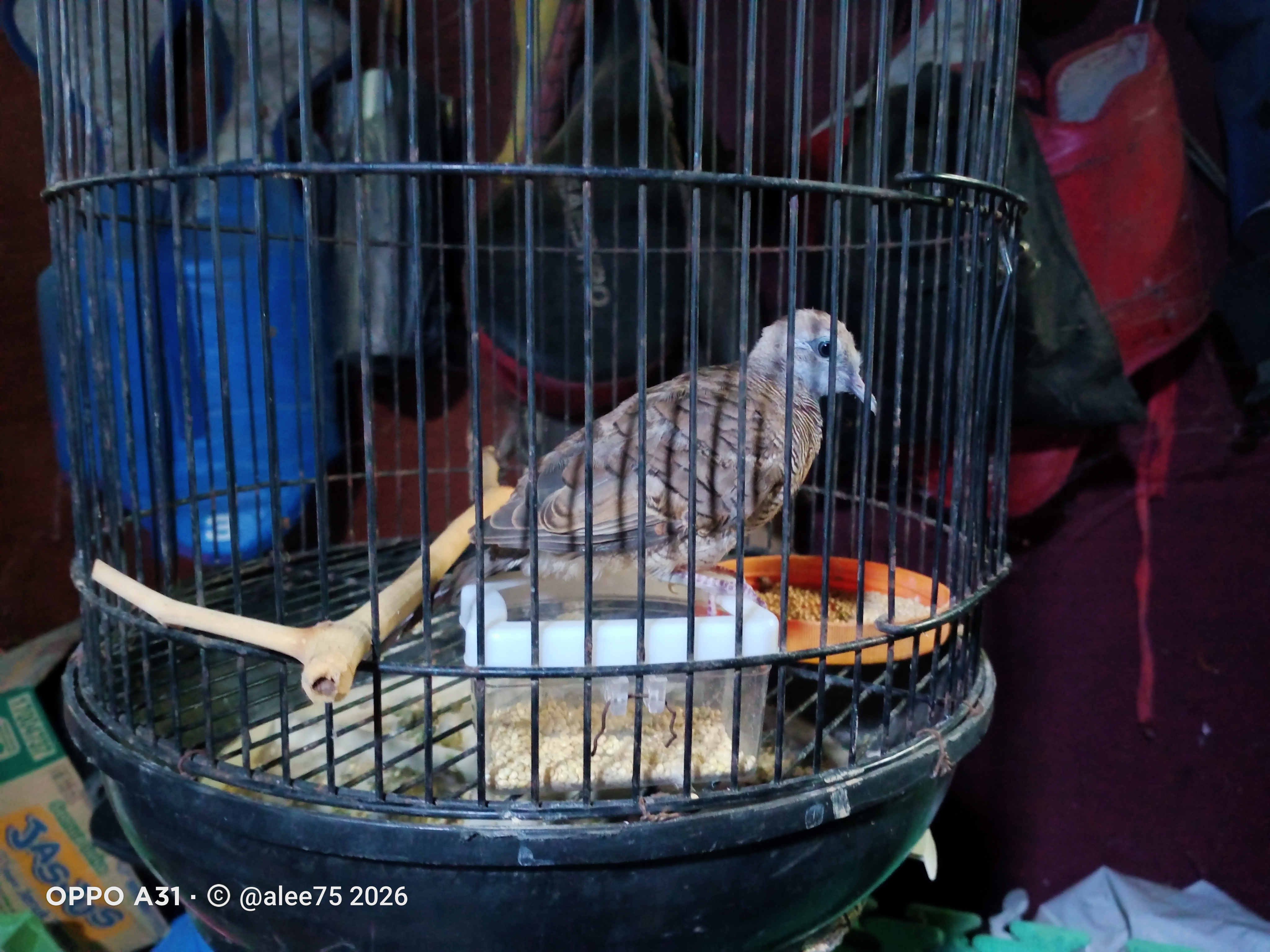 IMG20260812175137.jpg
