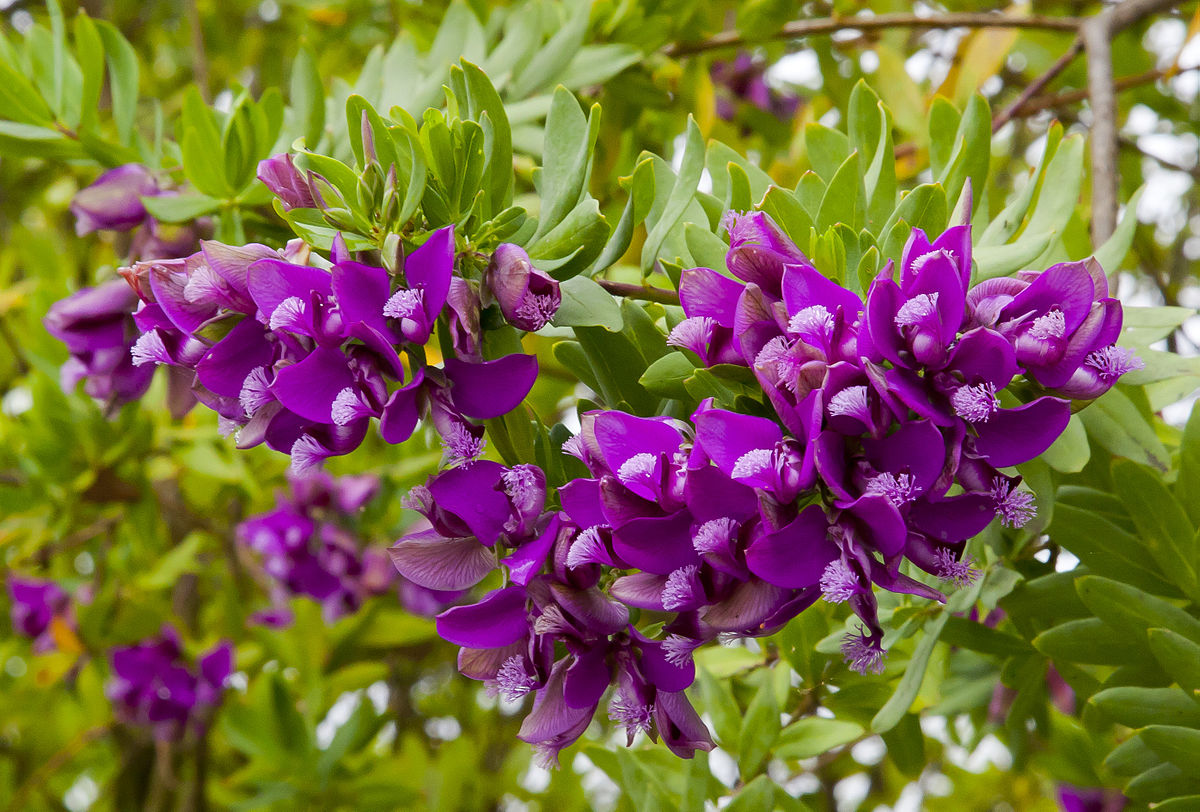 1200px-PolΓgala_de_hoja_de_mirto_(Polygala_myrtifolia),_SetΓΊbal,_Portugal,_2012-05-08,_DD_02.jpg