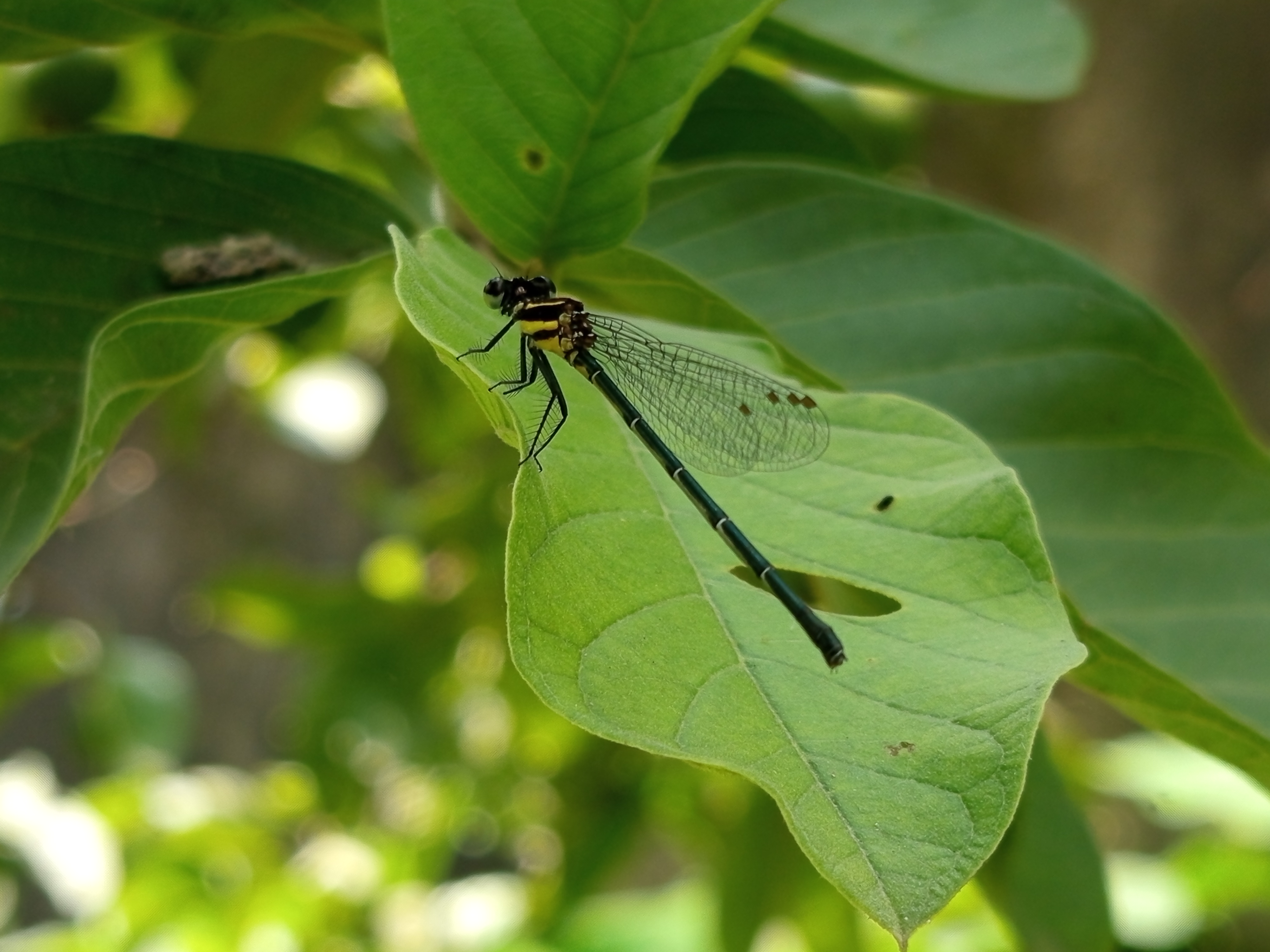 ফড়িং (5).jpg