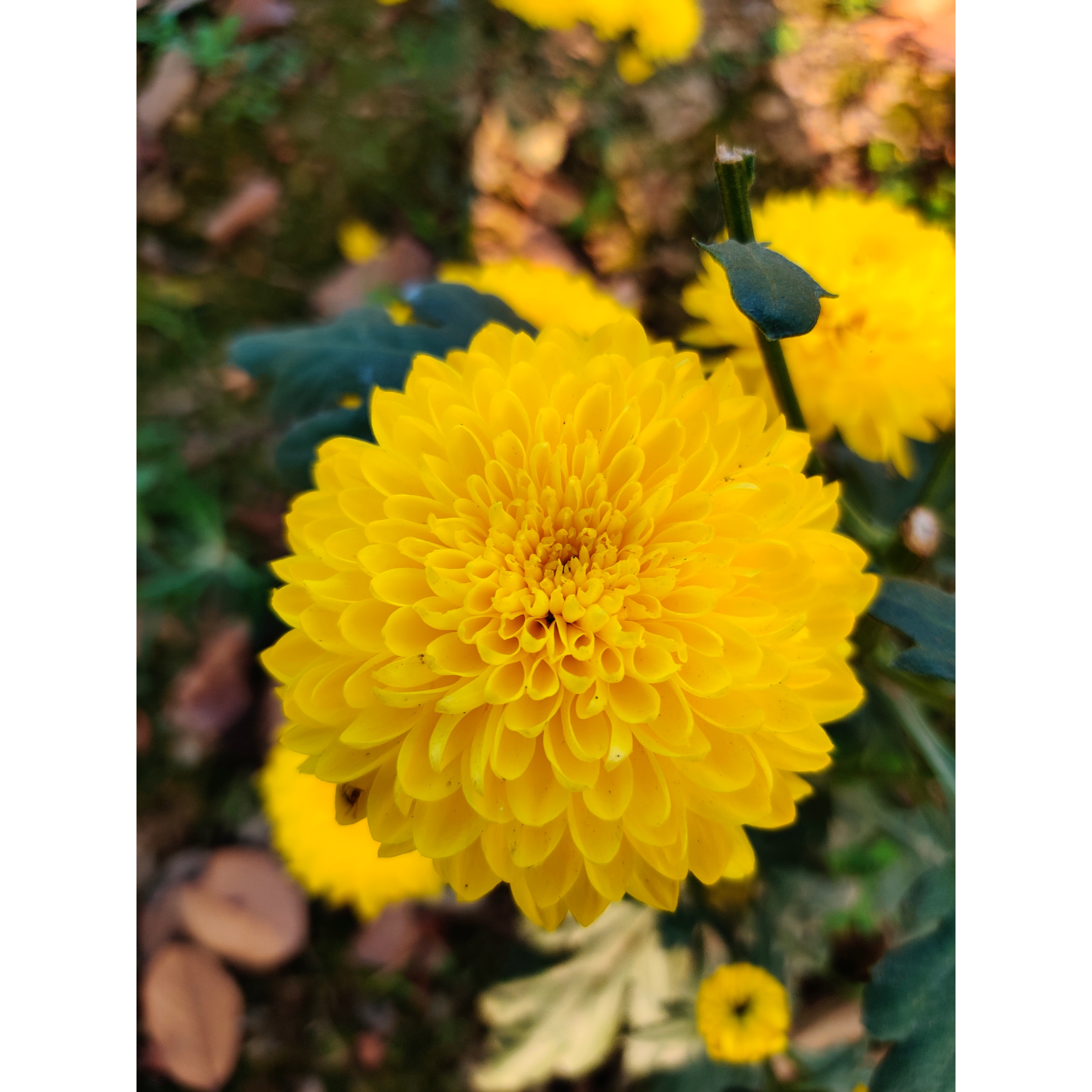 Picsart_22-03-04_22-07-19-492.jpg