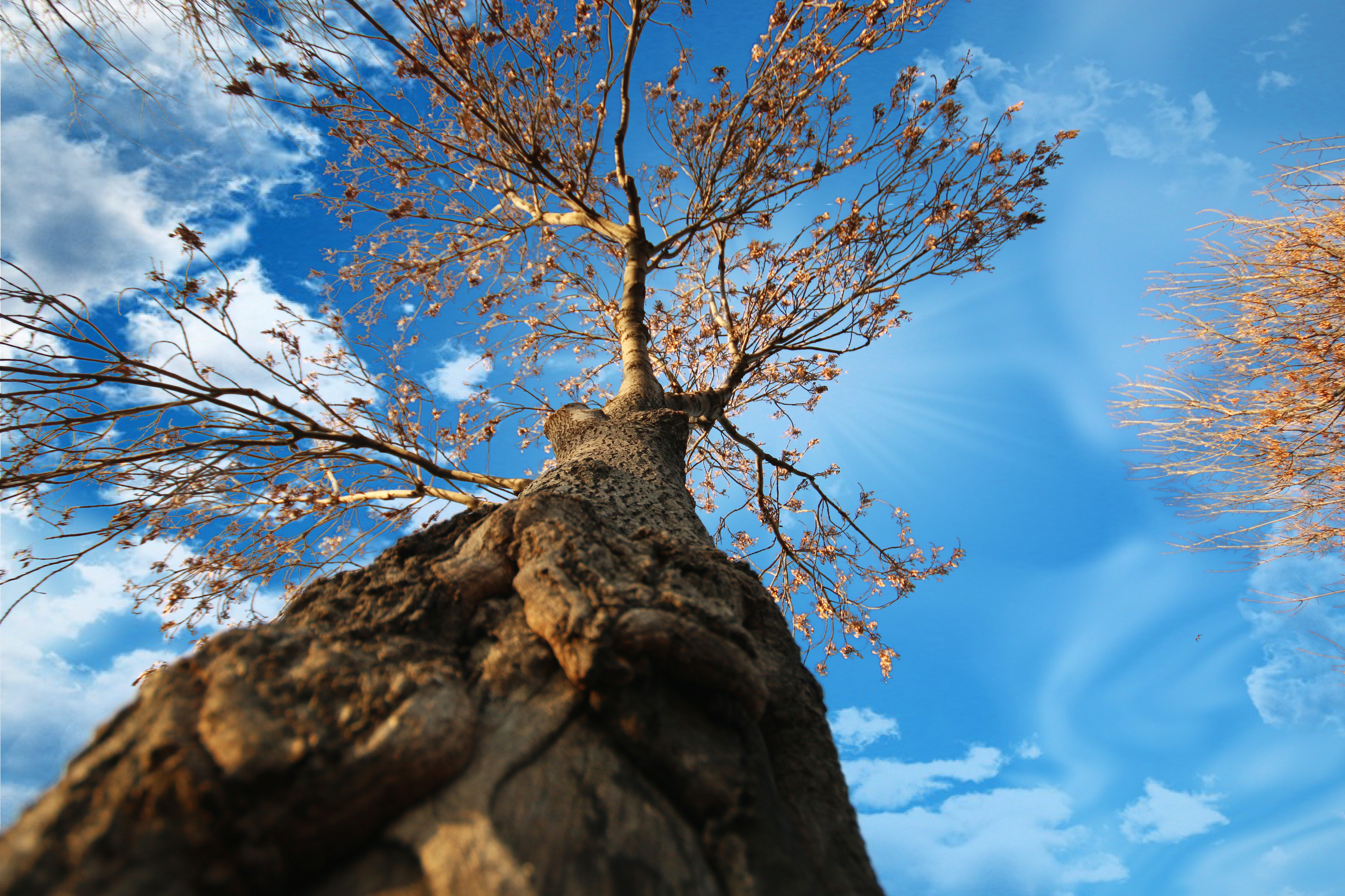 mucahityildiz-tree-5491570.jpg