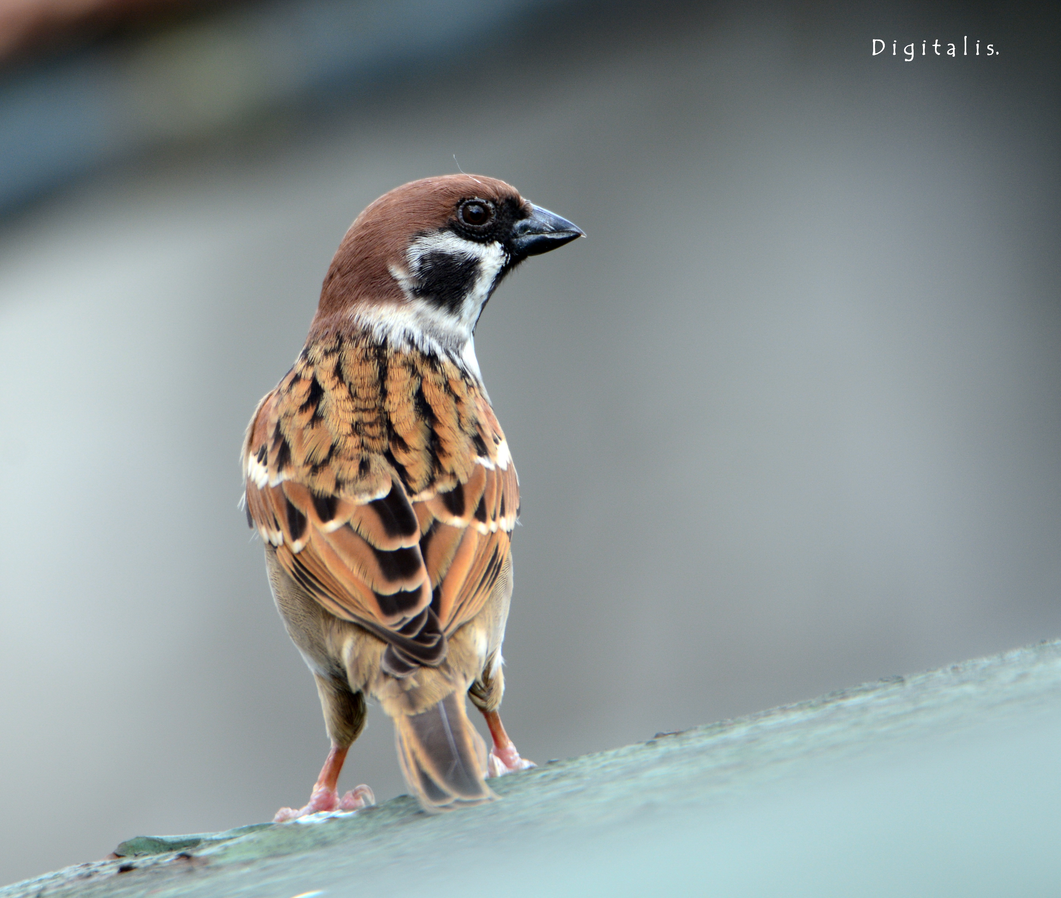 DSC_9279.JPG