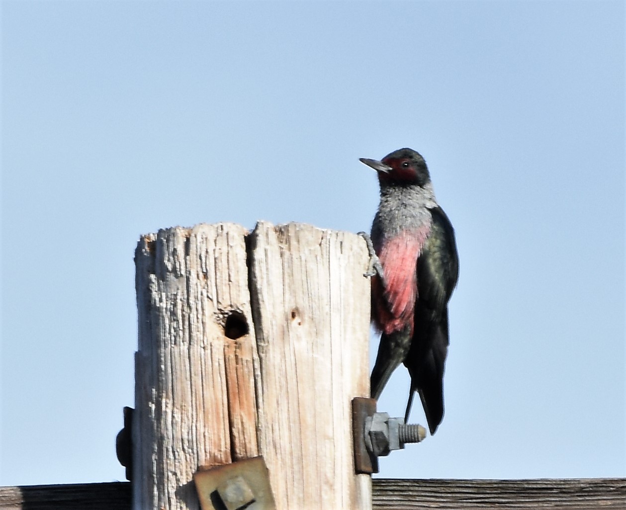 DSC_3445.JPG