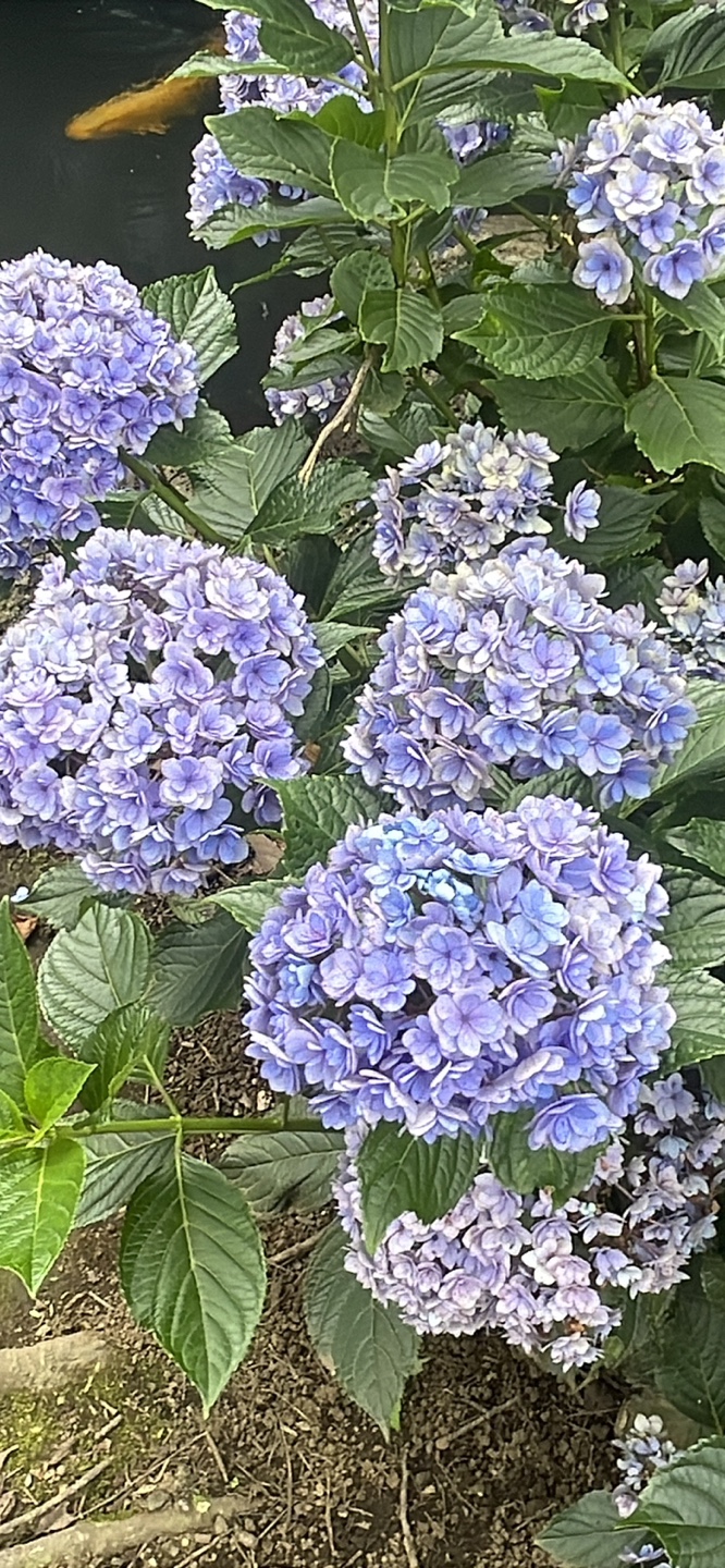 KakaoTalk_20260717_212857915_18.jpg