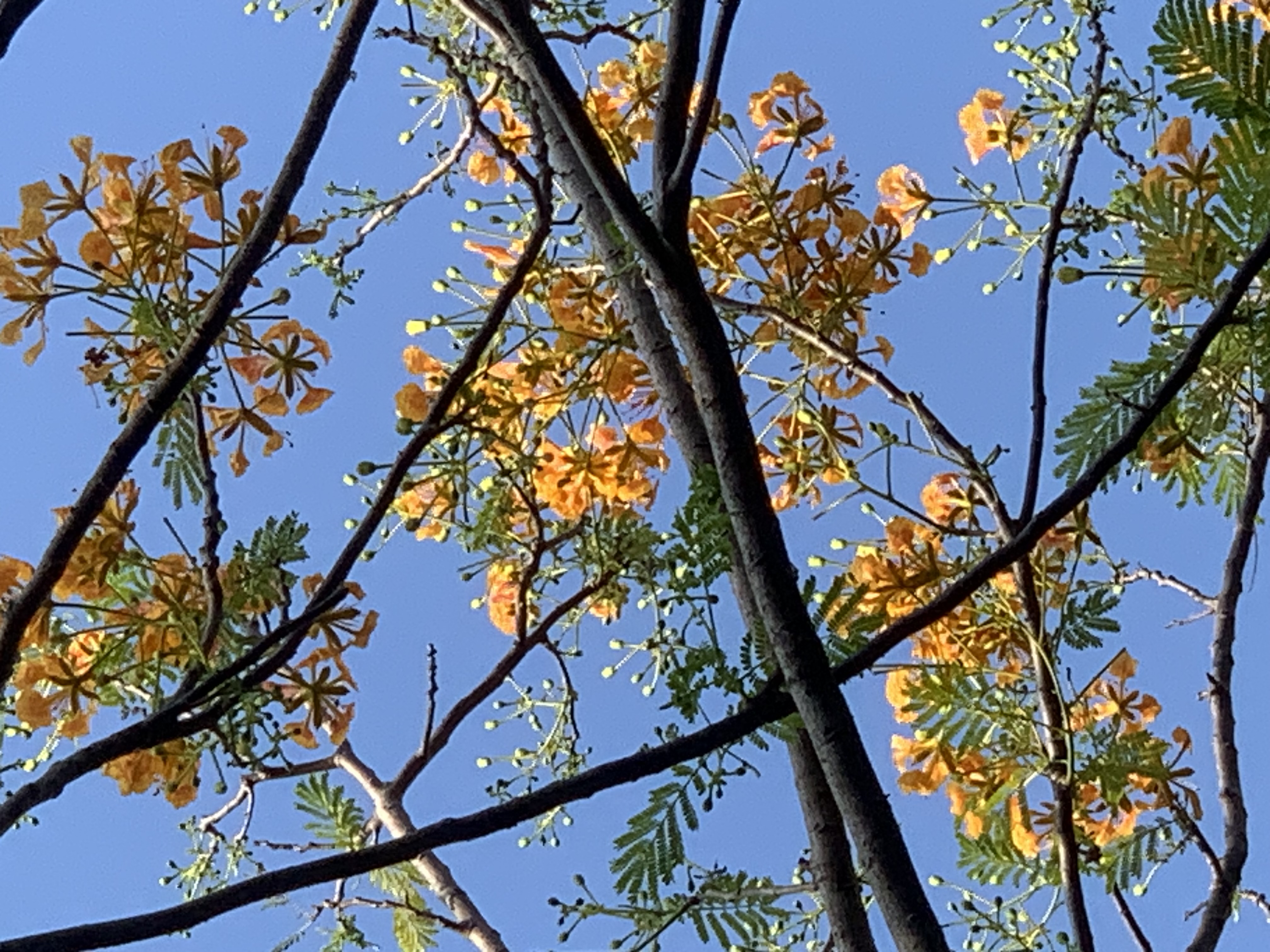 Queen Sirikit Park309.jpg