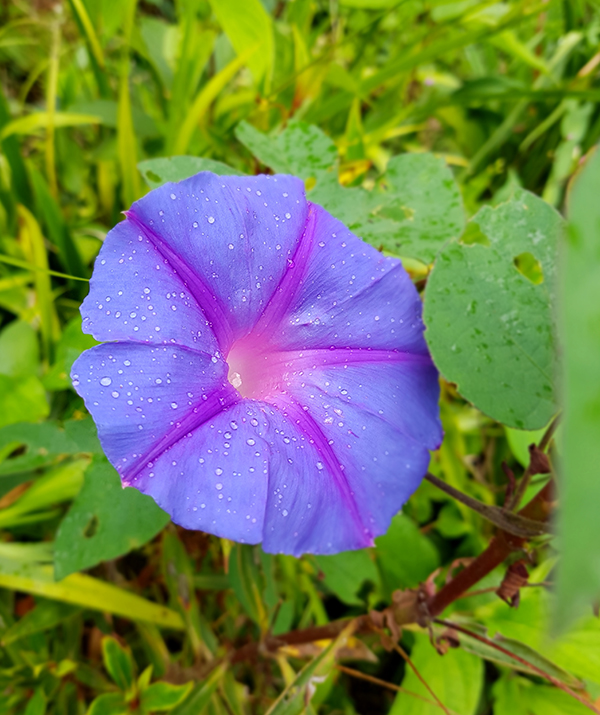 SH Flowers05.jpg