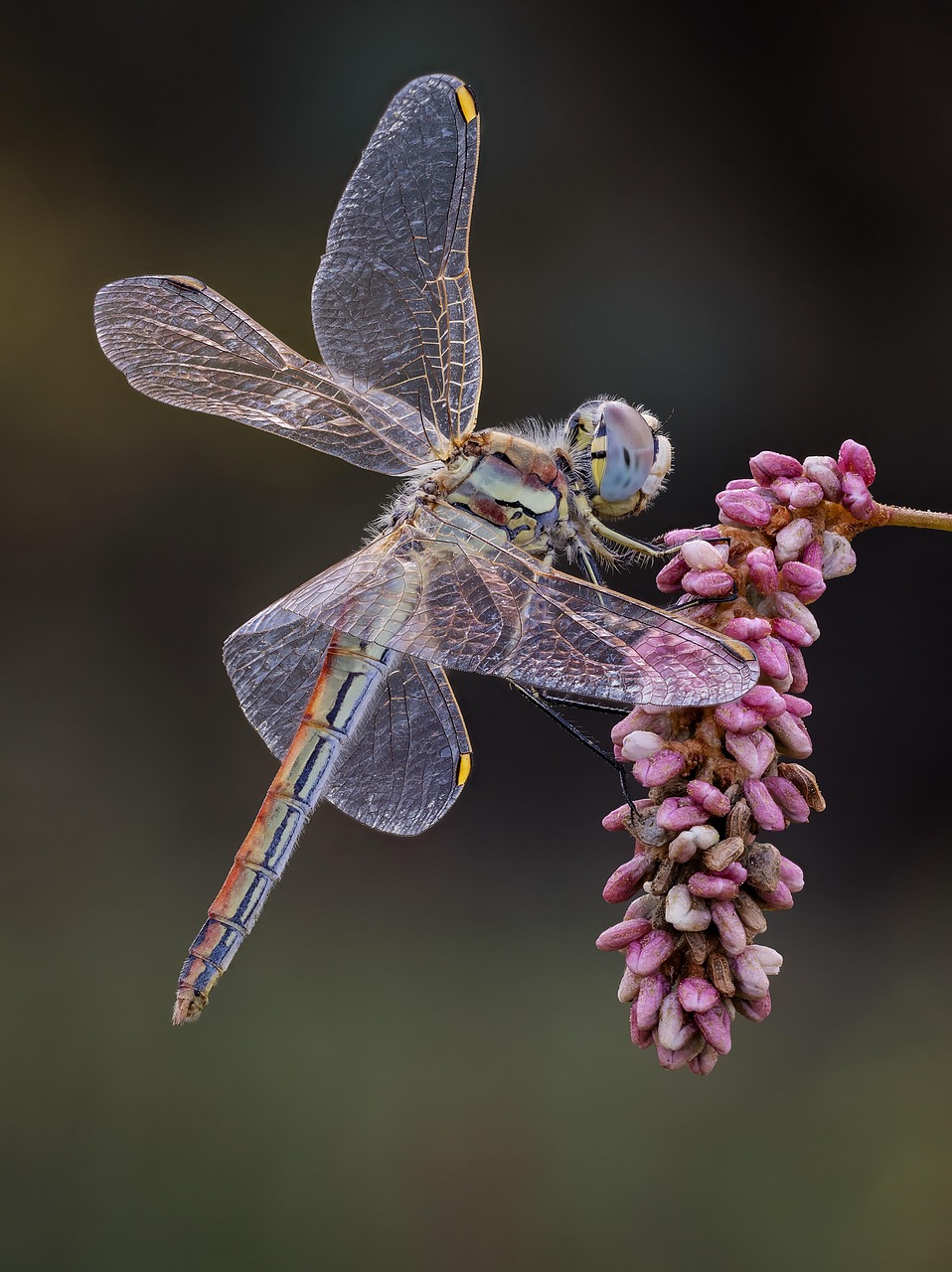 dragonfly-9326948_1280.jpg