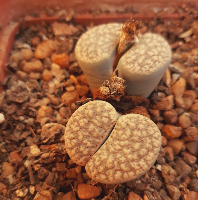 lithops 2.jpg